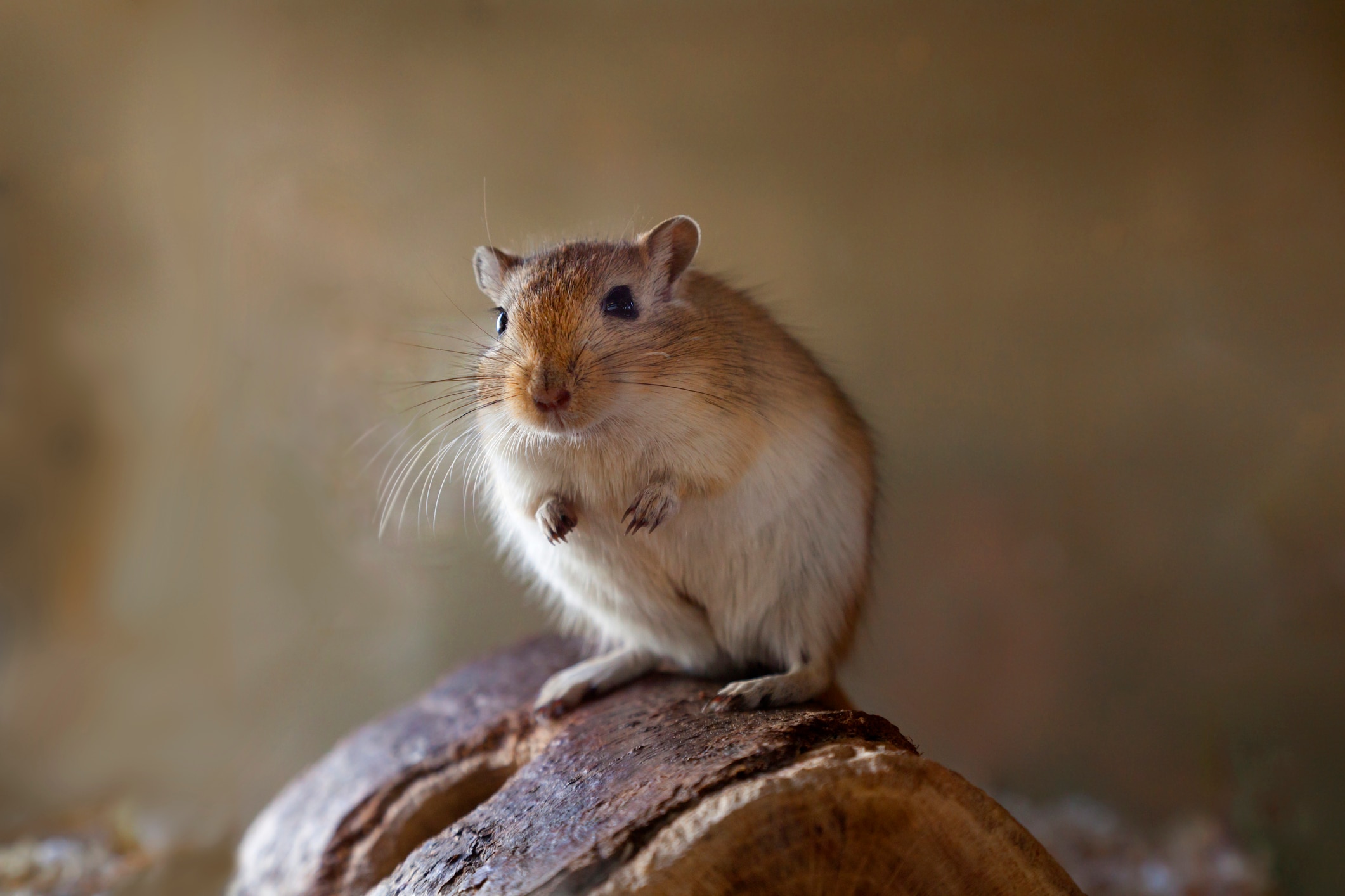 A photo of an adult gerbil.