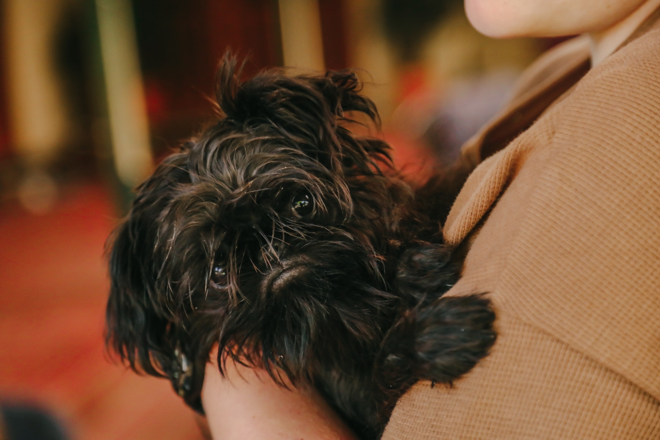 person holding a small black affenpinscher puppy