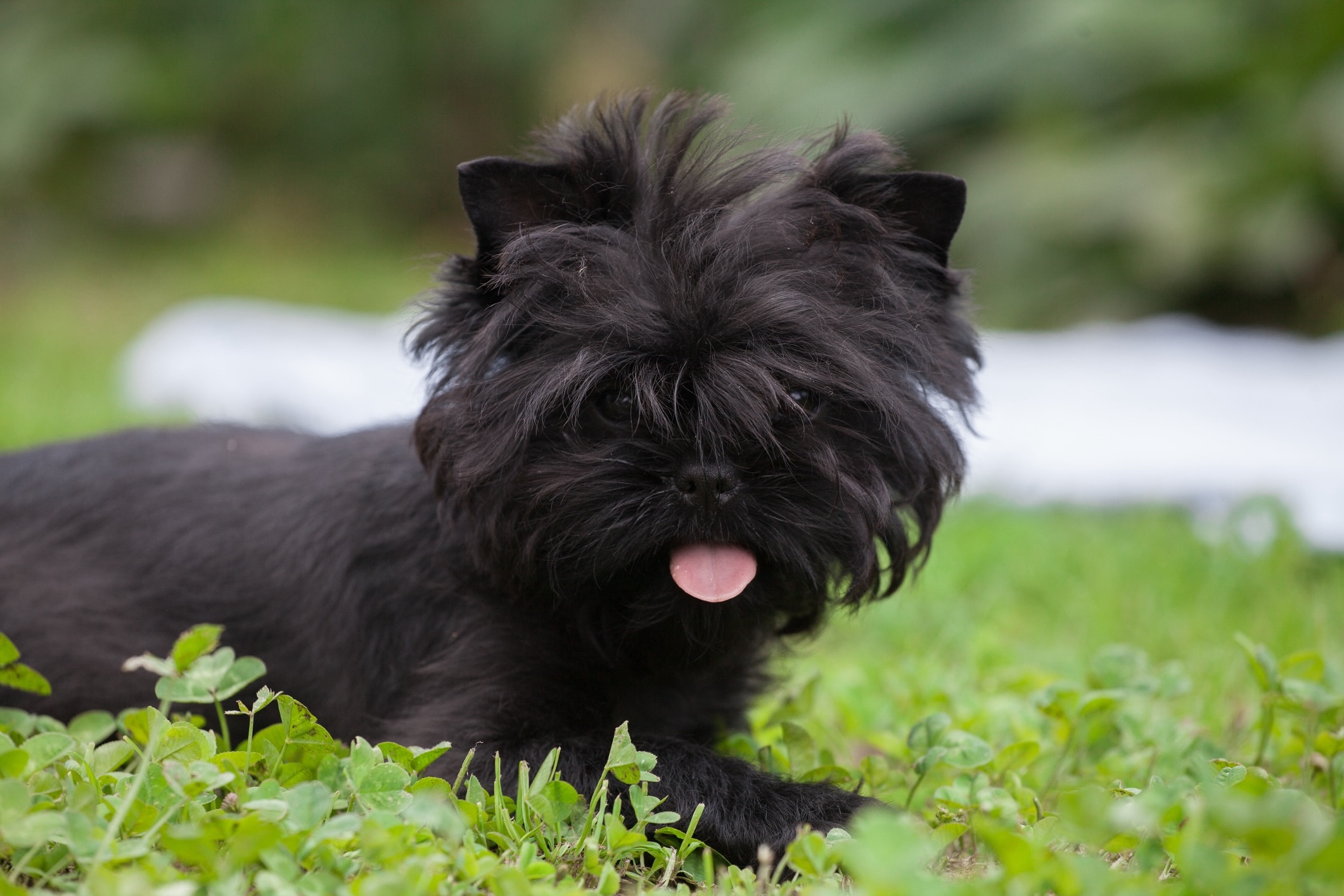 close-up of affenpinscher dog lying in grass