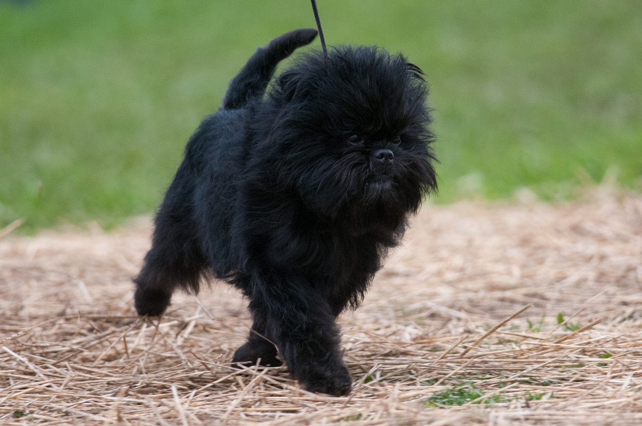 small black affenpinscher dog walking across straw ground