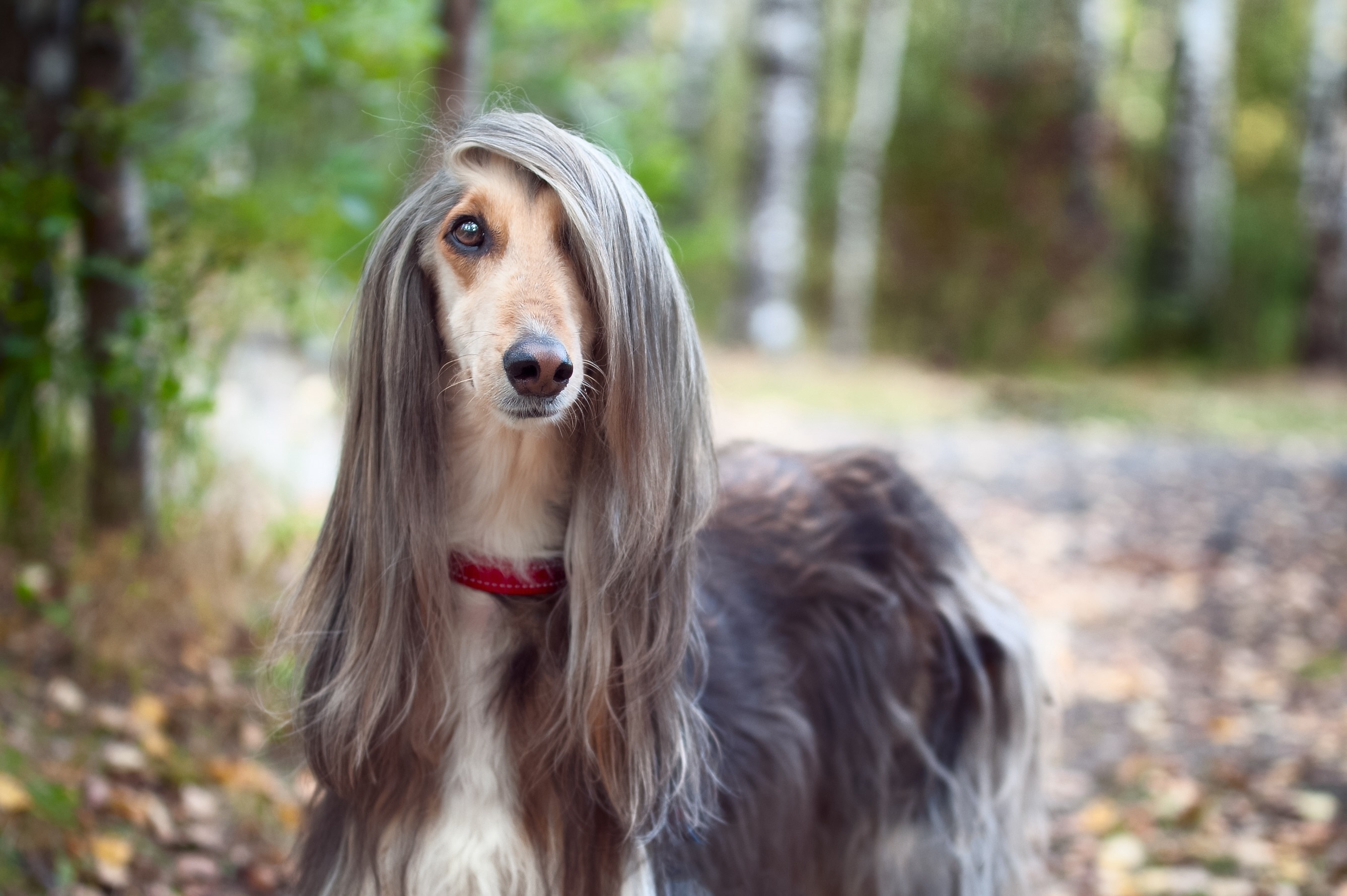 gray afghan hound with long hair lying in front of its face