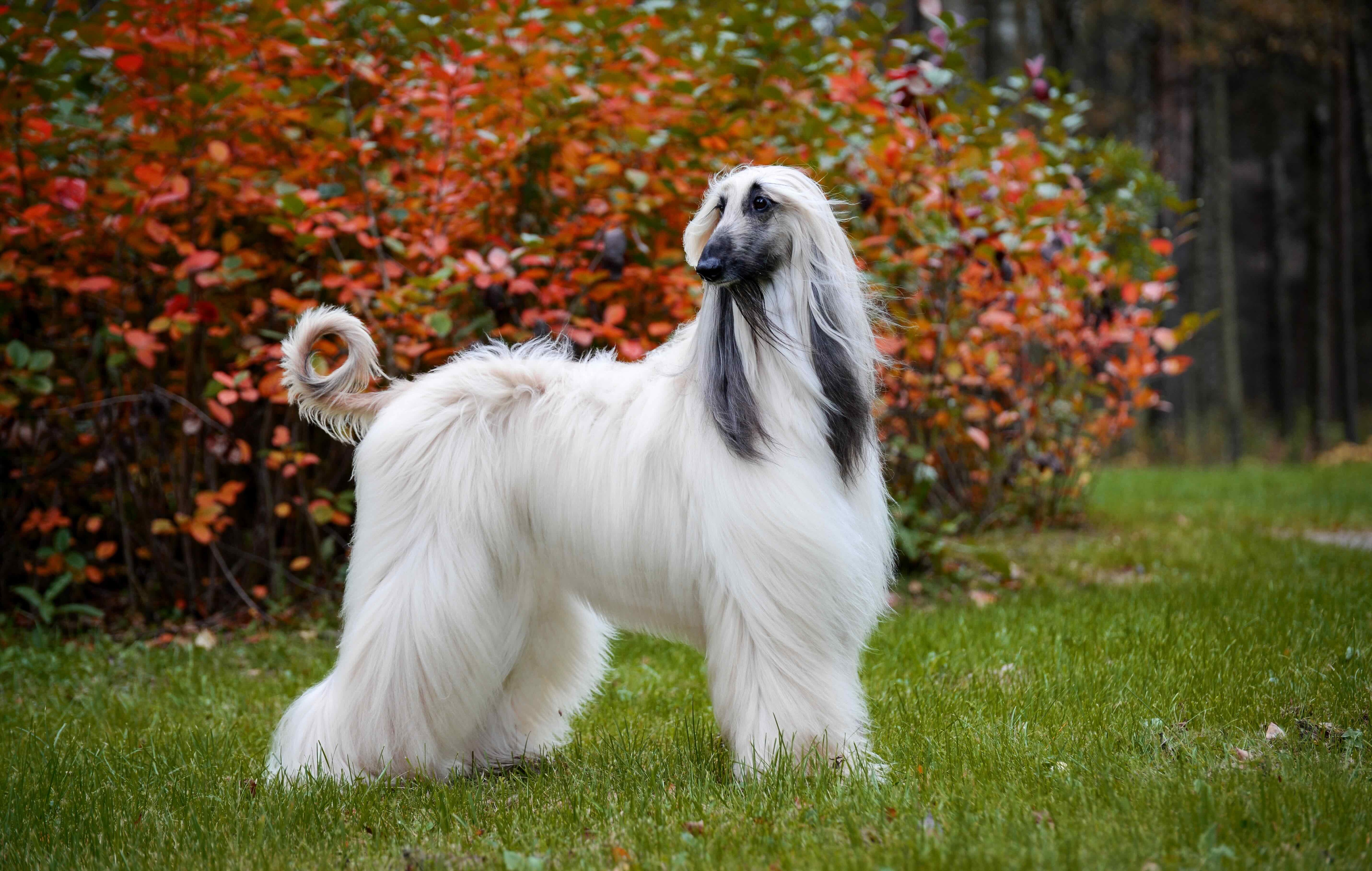 white afghan hound standing in front of a flowering bush