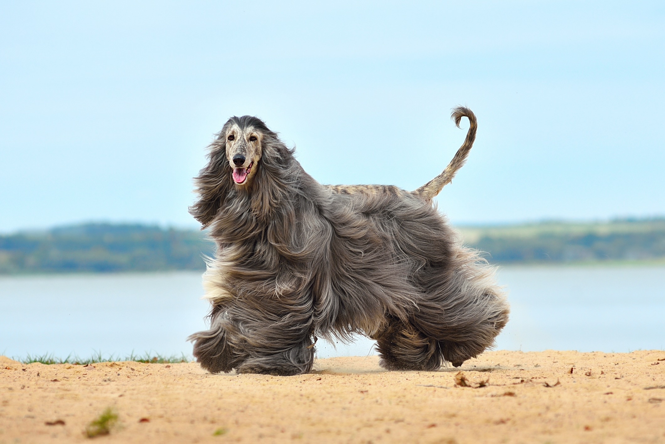 gray afghan hound running on a beach