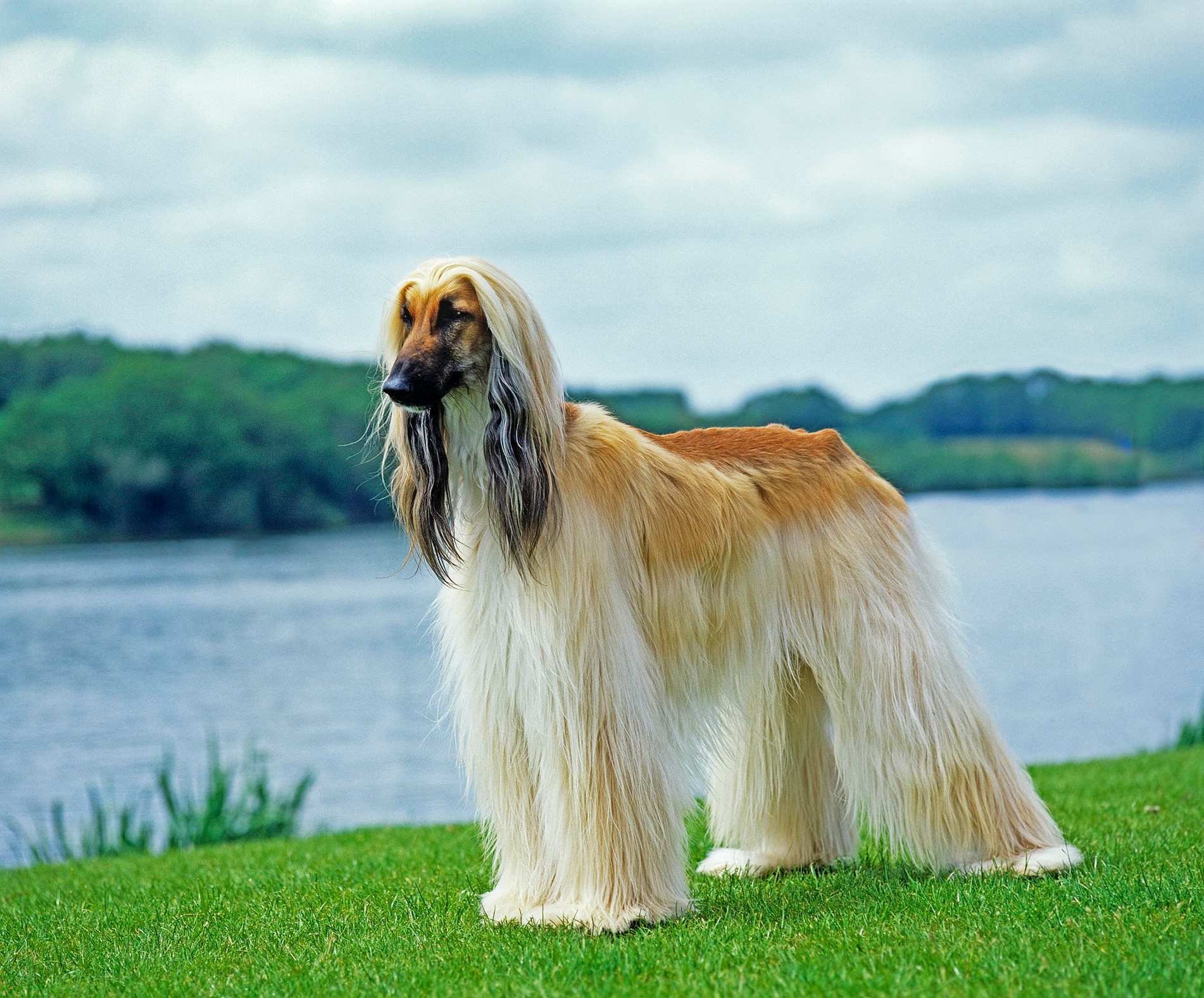 blonde afghan hound standing in grass