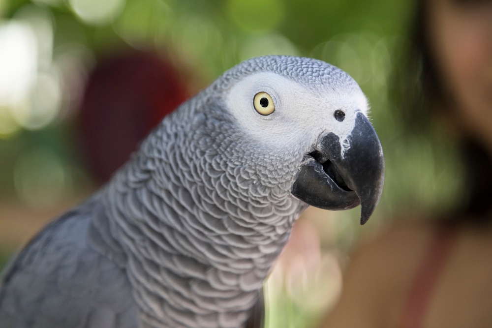 African grey parrot