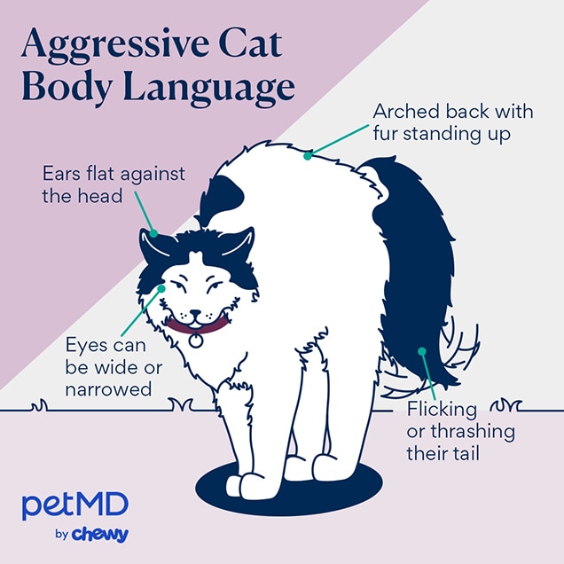illustration of a cat's aggressive body language