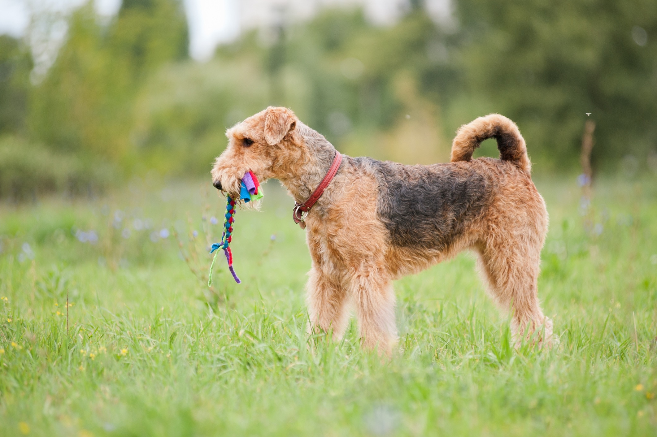 airedale terrier holding a colorful toy in his mouth