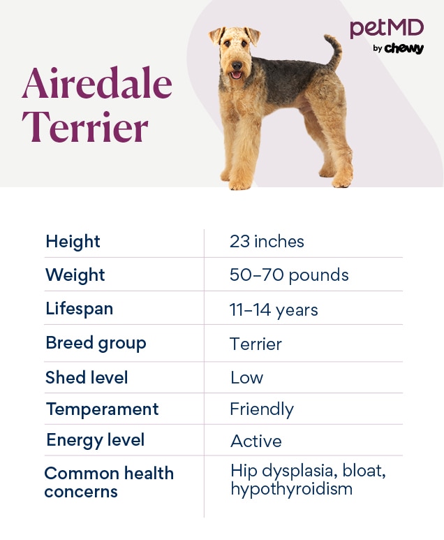 chart depicting an airedale terrier's characteristics