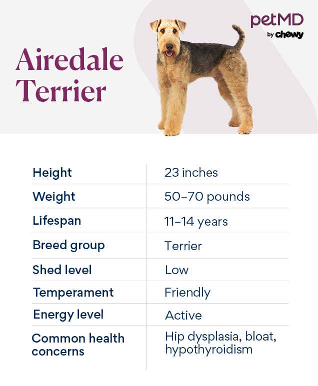 are airedale terriers good family pets