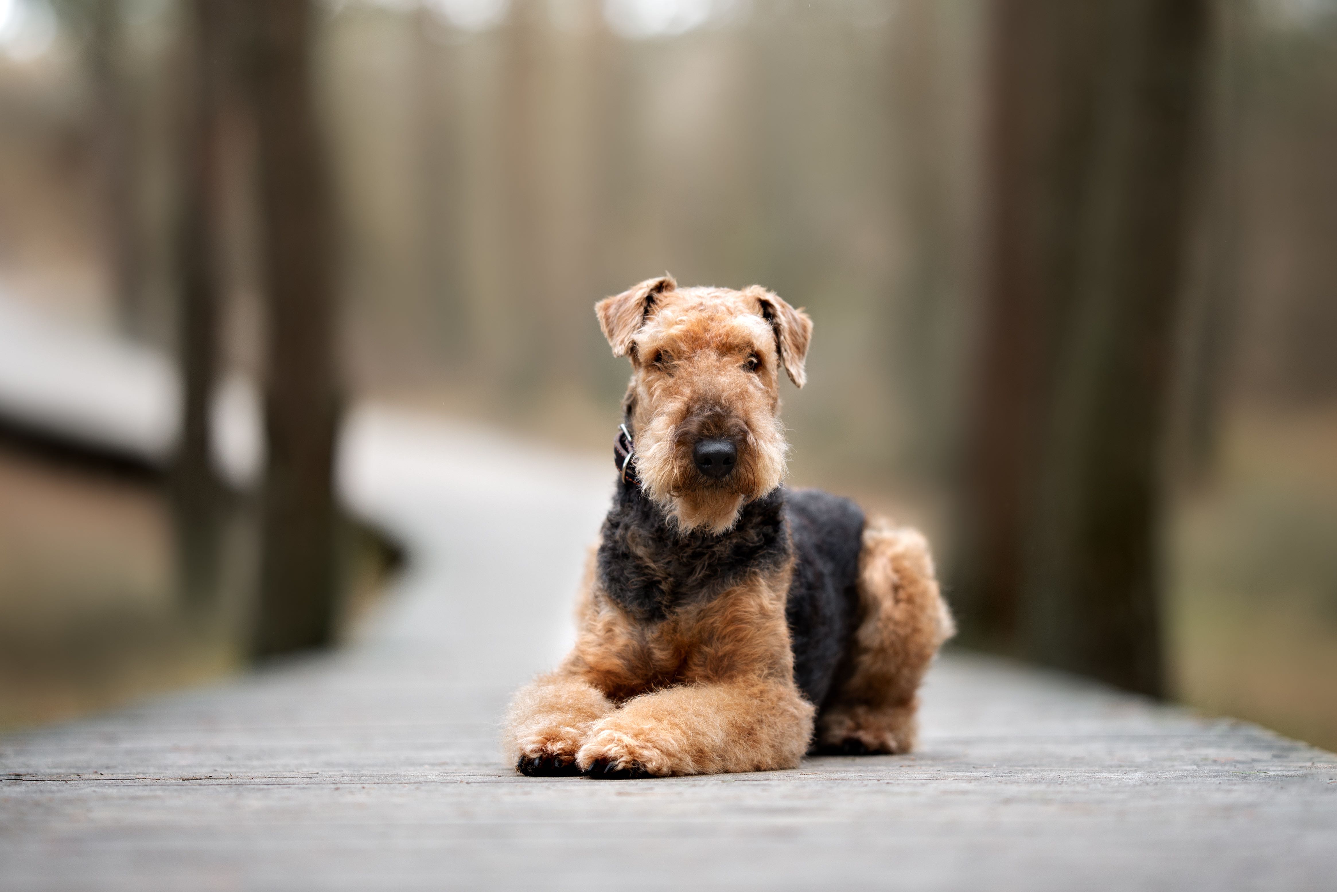 airedale terrier lying down