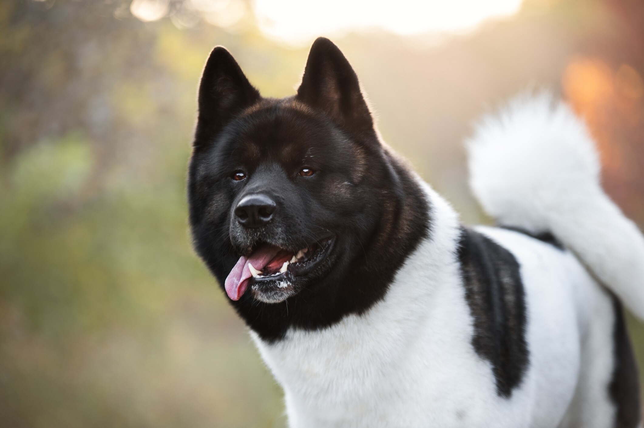 Akita Dog Kennel Hadjime Yoshi Voor American Akita s En De Thai Akita Dog Kennel Hadjime Yoshi Voor American Akita s En De Thai