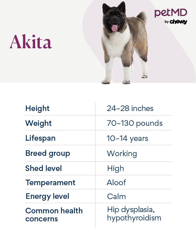 chart depicting an akita dog's breed characteristics