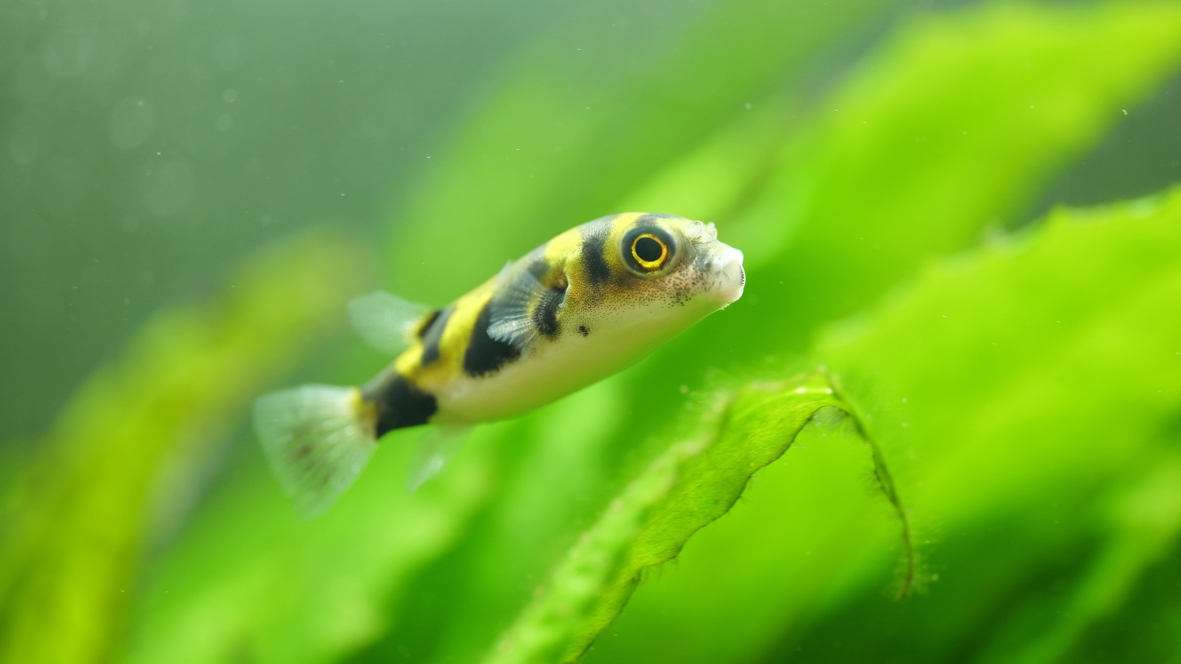 Amazon puffer fish