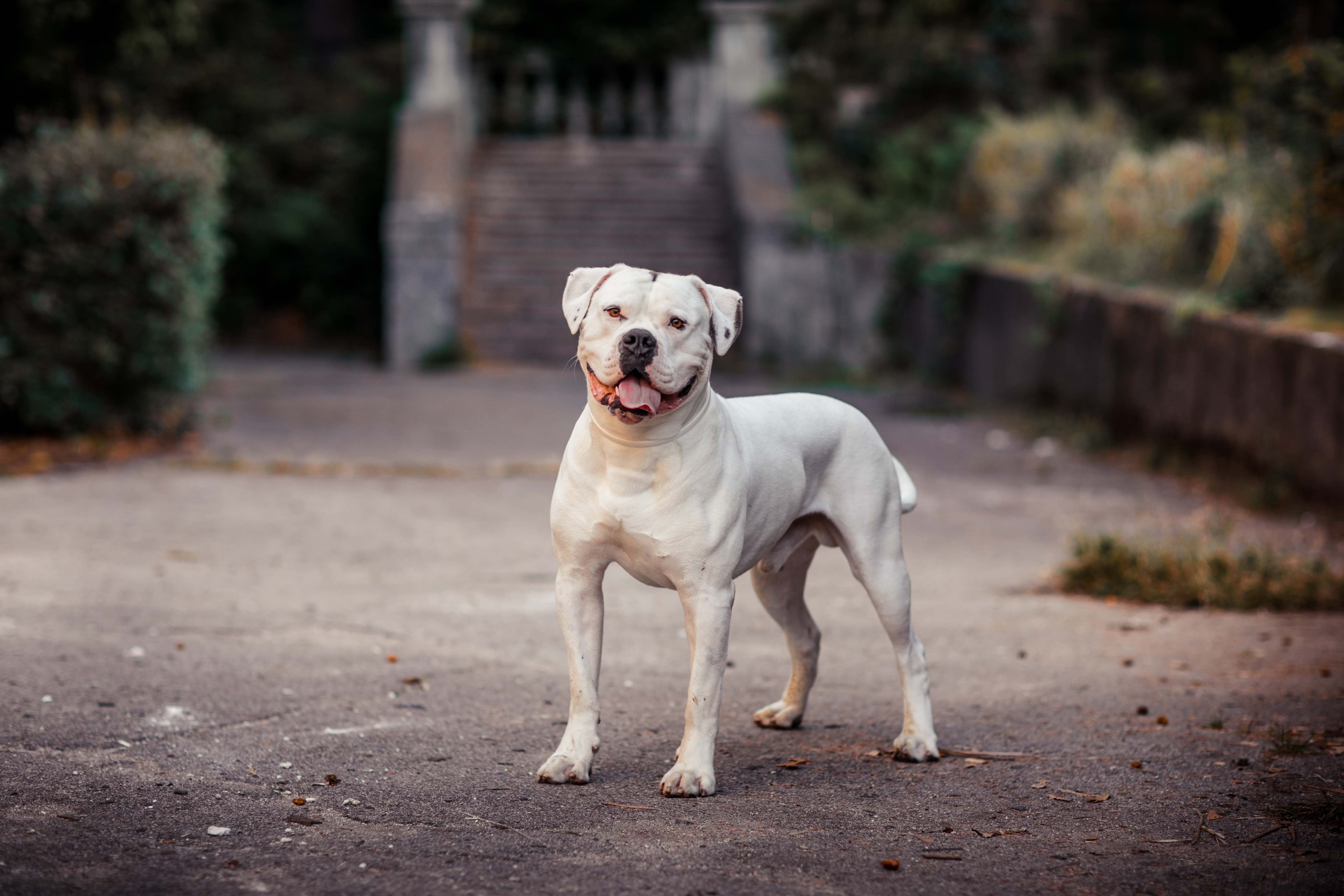 white american bulldog standing and smiling at the camera