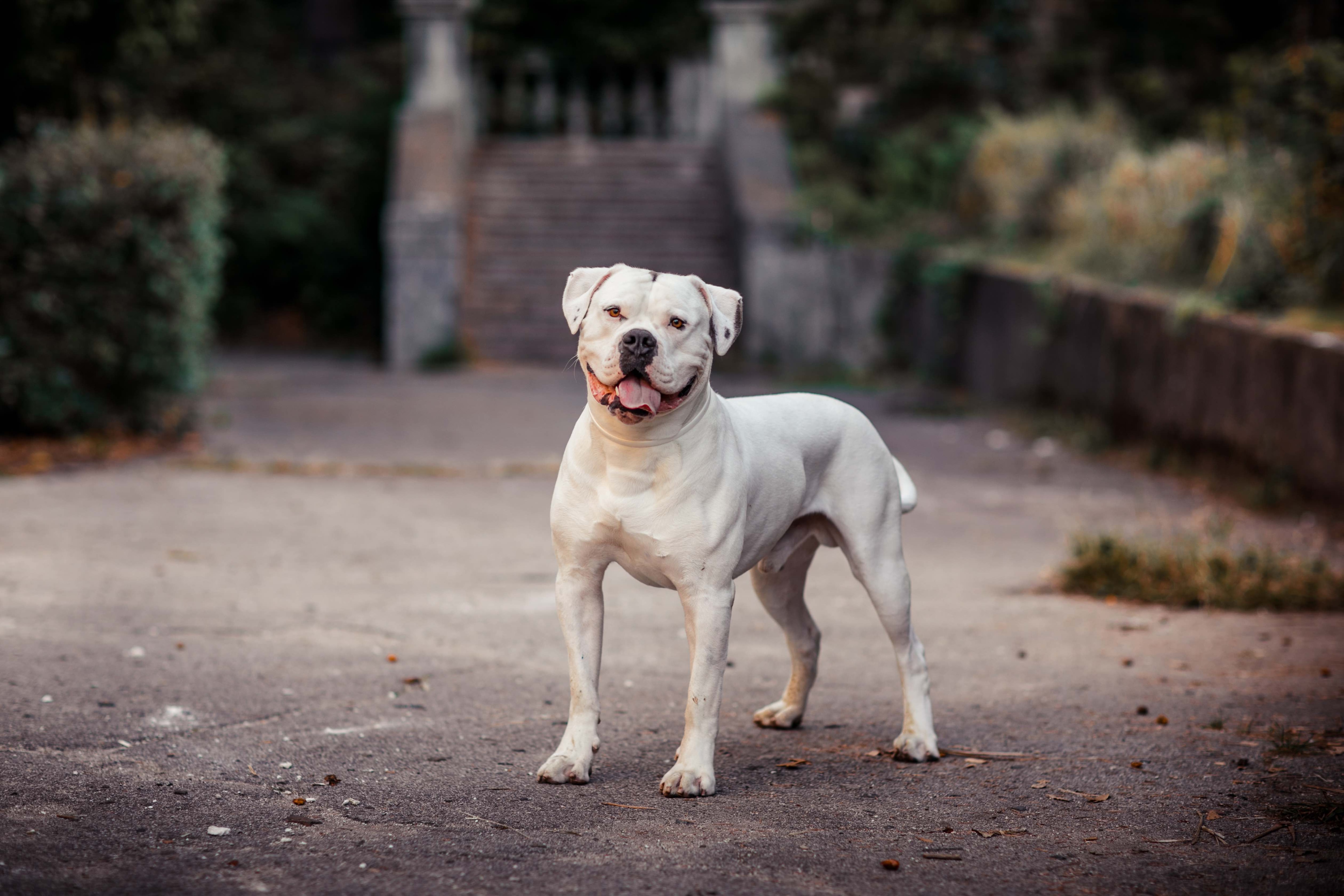 Bulldog américain blanc debout et souriant à l'appareil photo