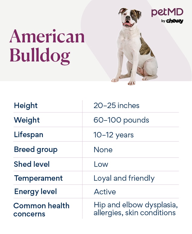 Best food for american bulldog best sale