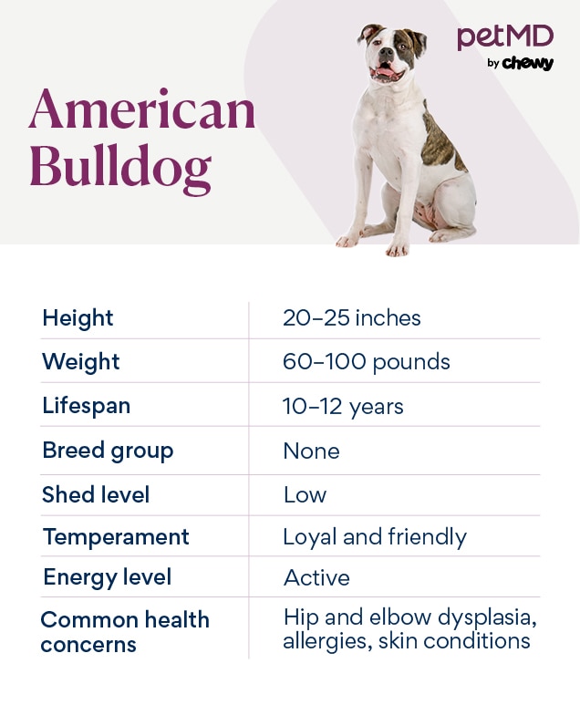 chart depicting an american bulldog's breed characteristics
