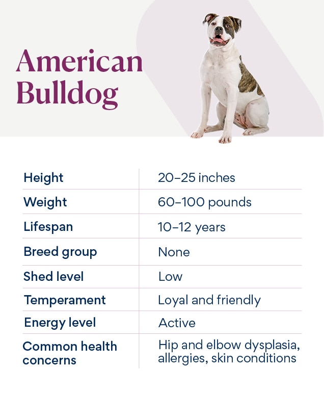 American bulldog sale allergies