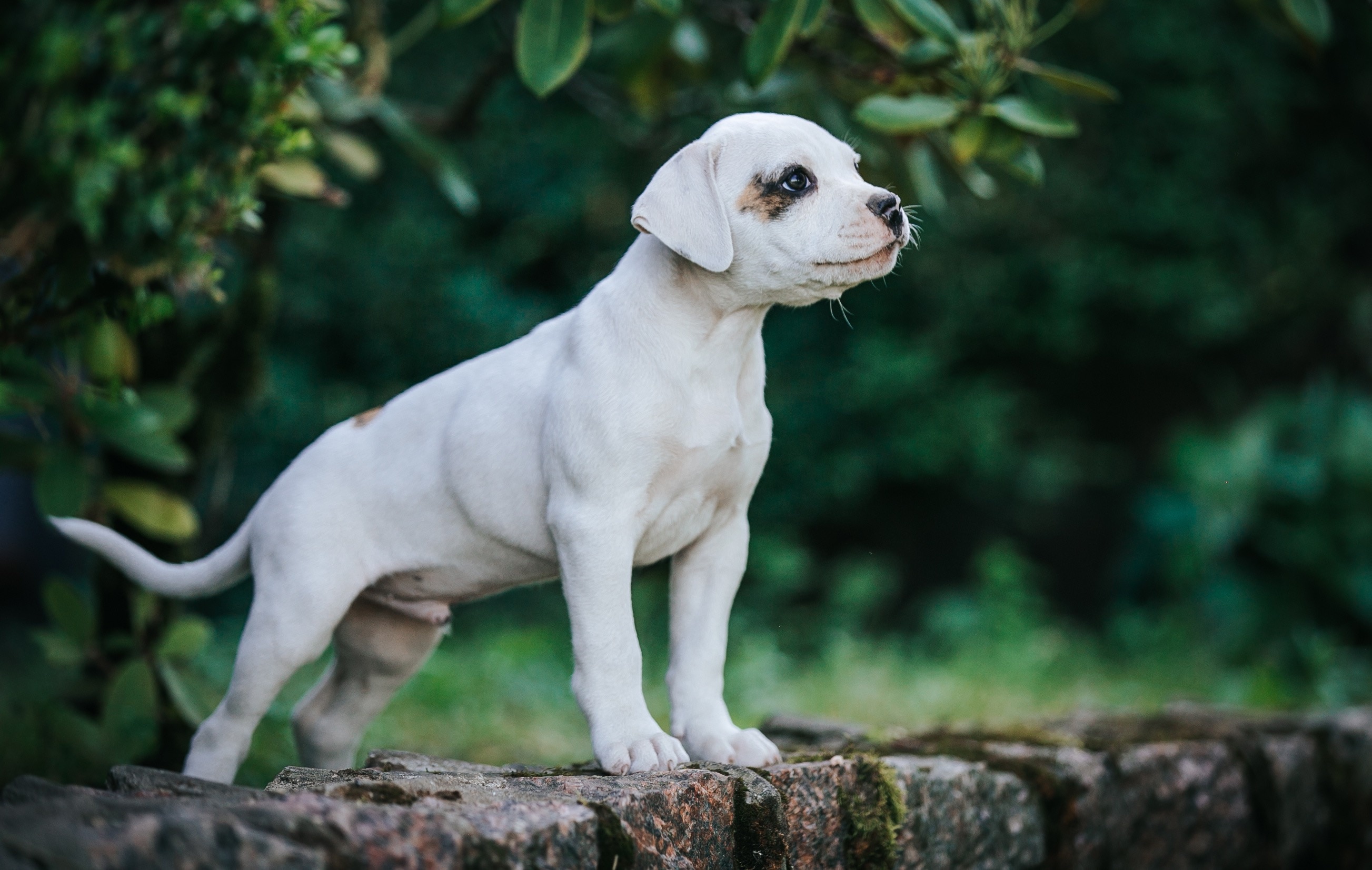 white american bulldog puppy standing