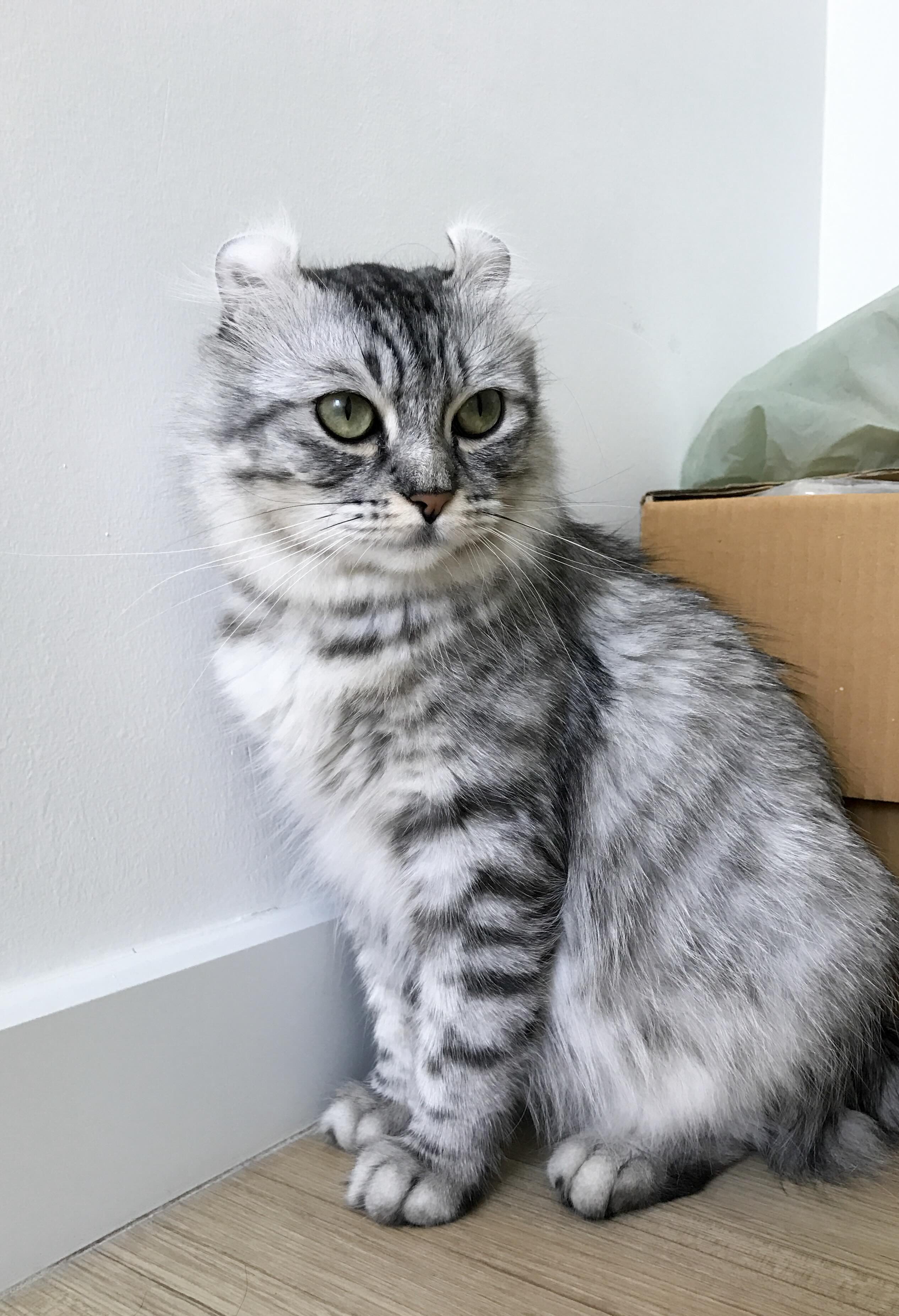 silver tabby American Curl sitting on the floor