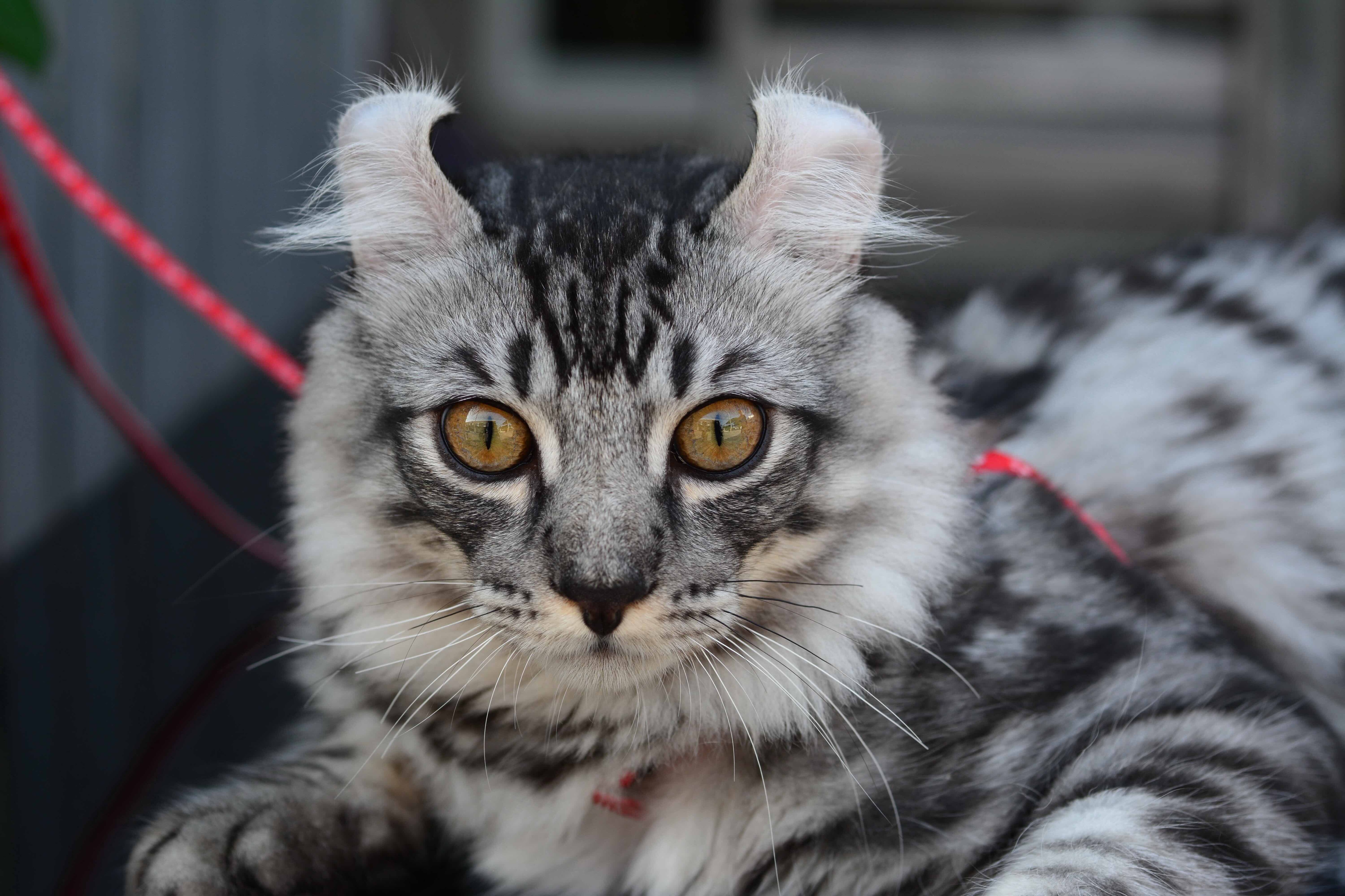 close-up of a silver tabby American curl on a red harness