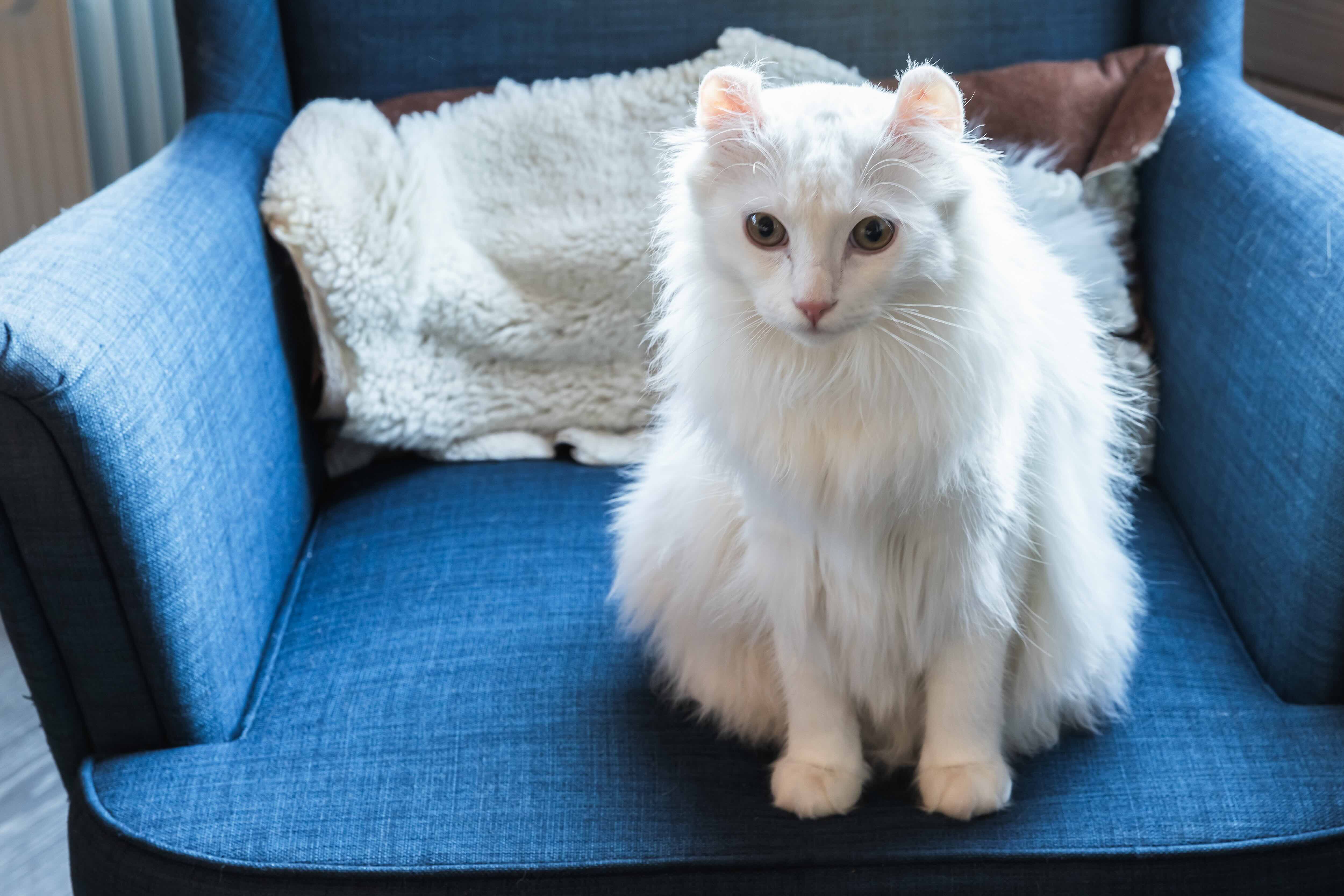white american curl cat sitting on a blue chair