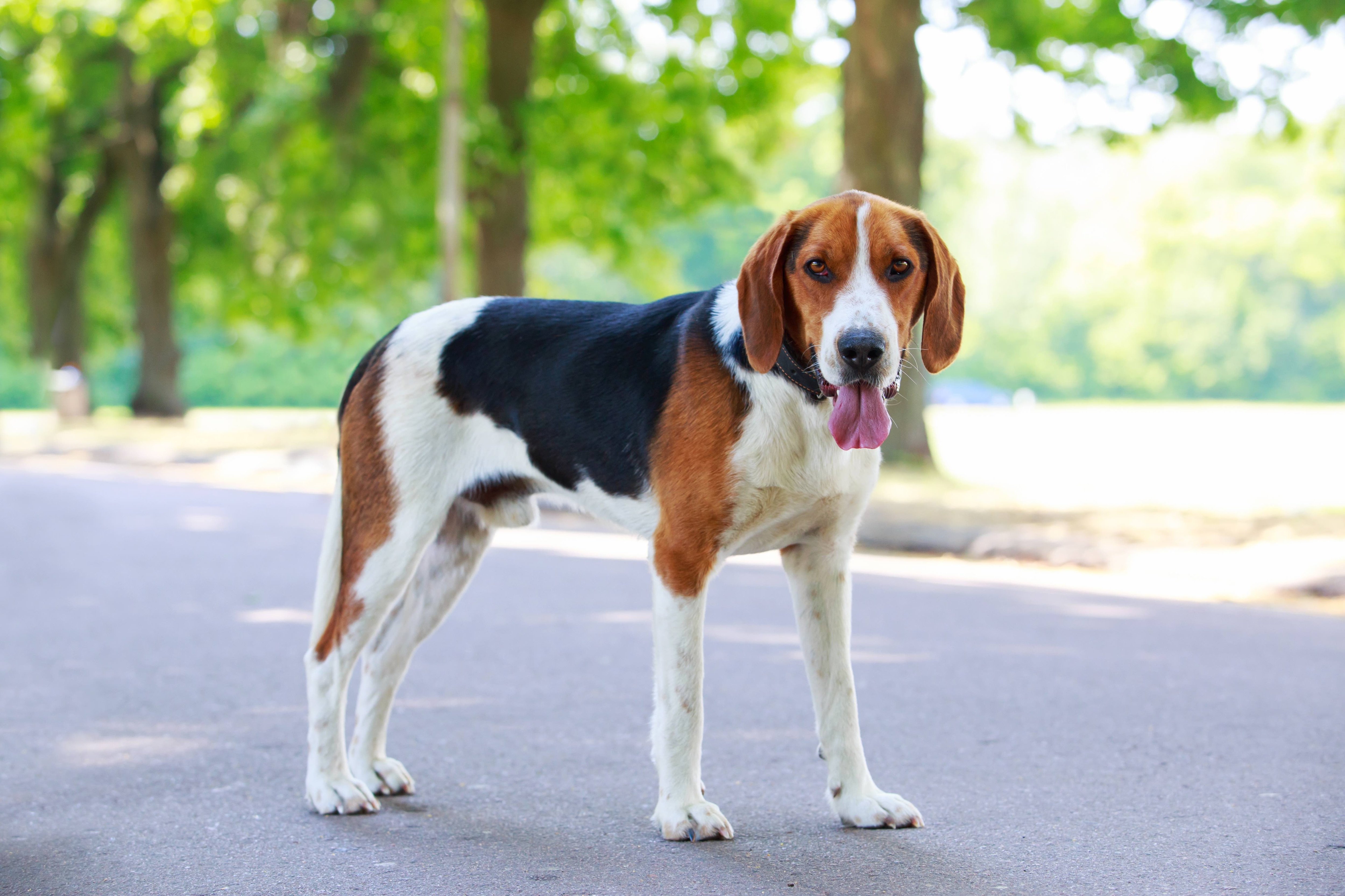 tricolor american foxhound dog standing and looking at the camera