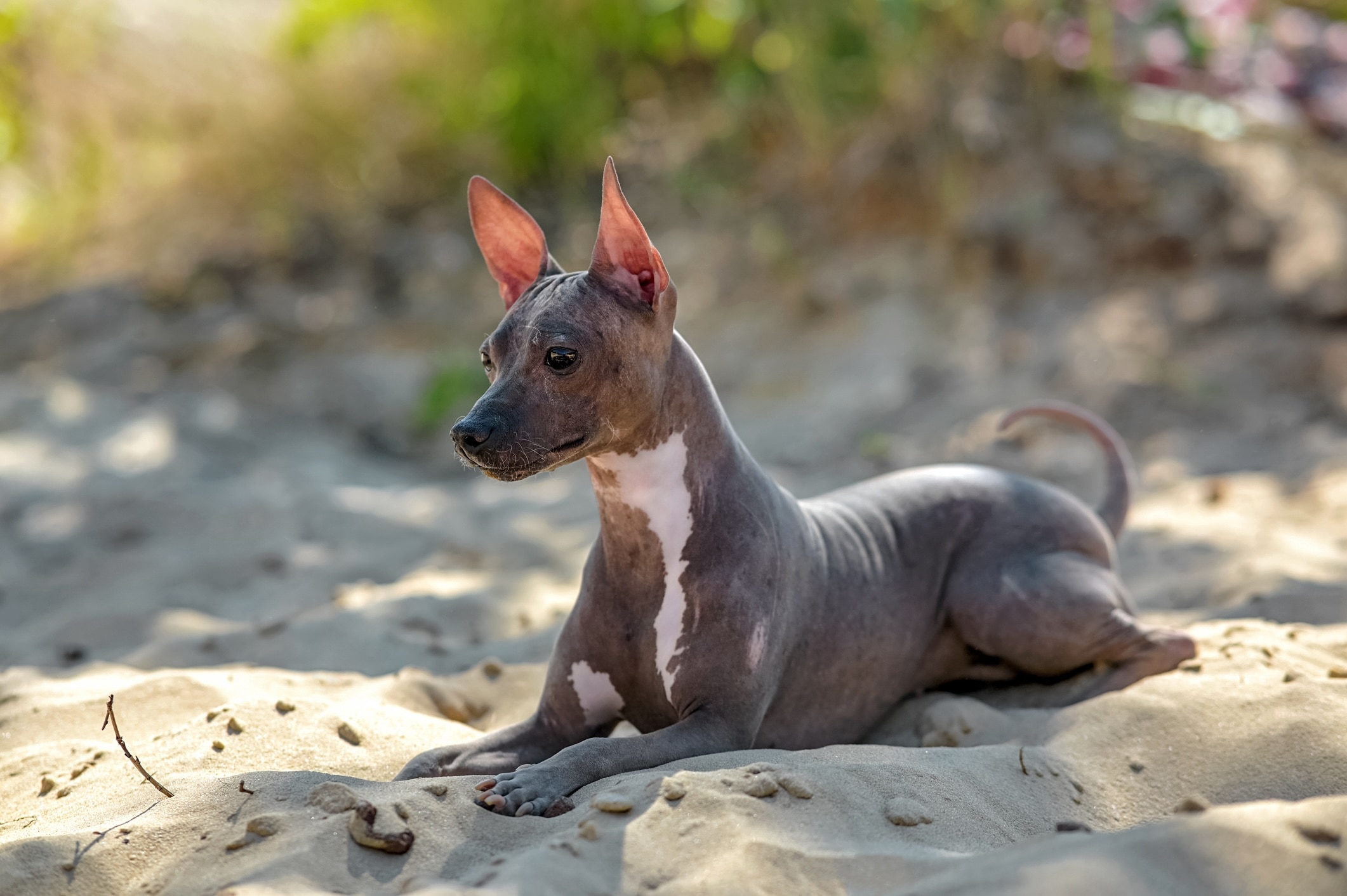 gray american hairless terrier lying down in sand