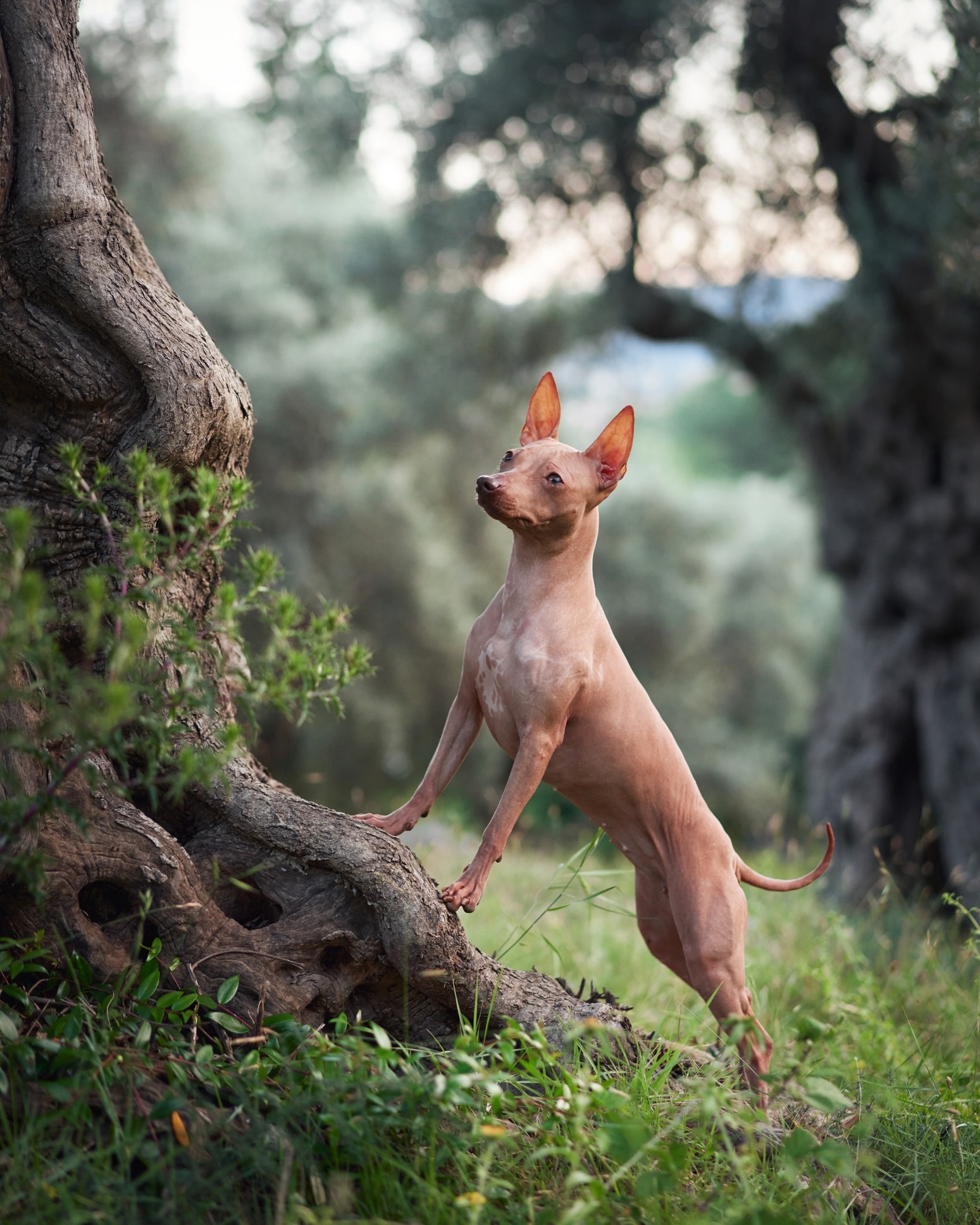 pink american hairless terrier standing up against a tree