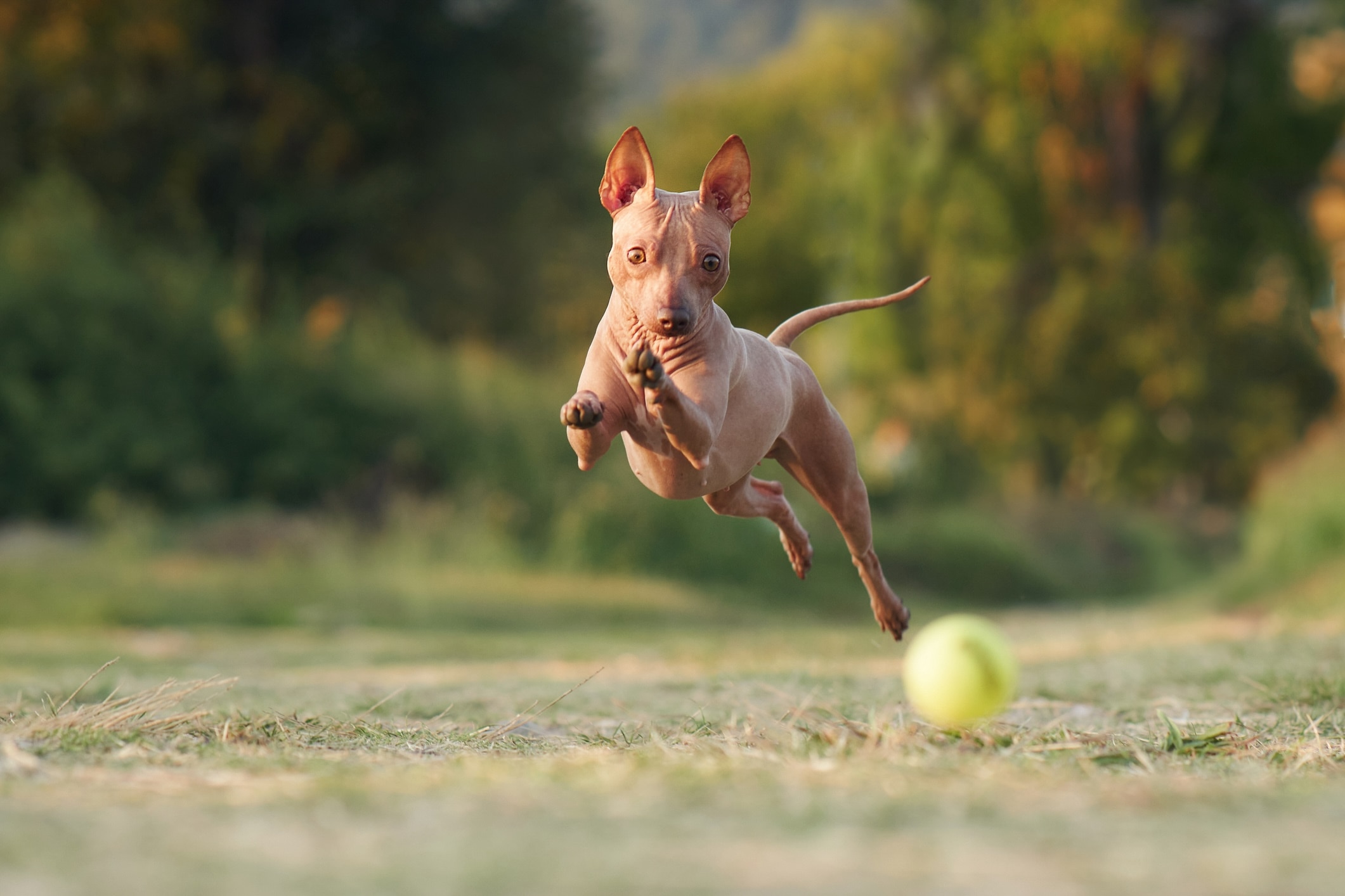 pink american hairless terrier running after a tennis ball