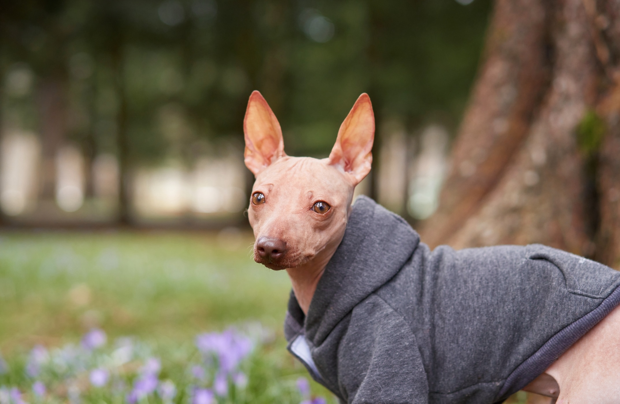 pink american hairless terrier wearing a gray sweatshirt