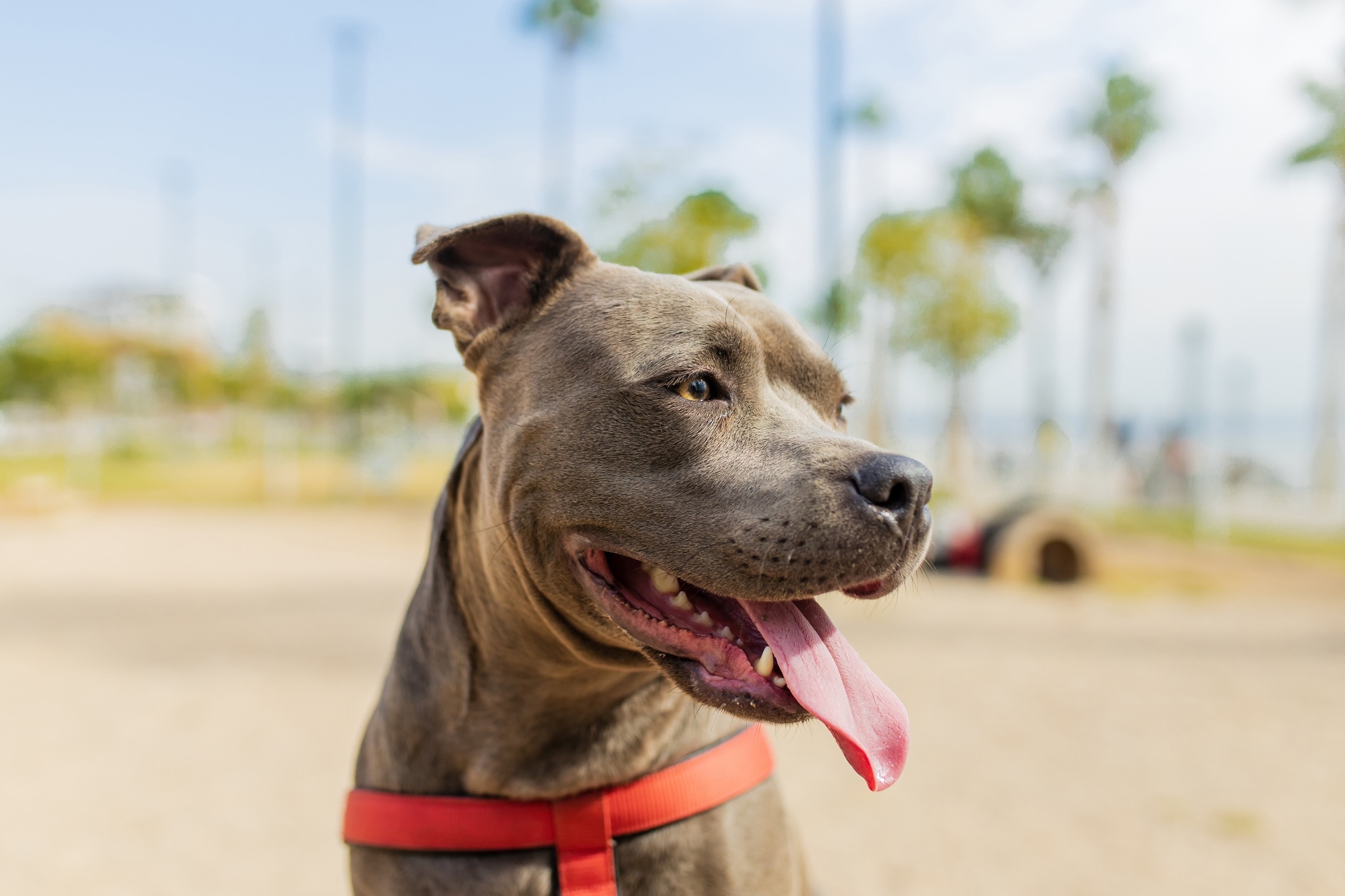 portrait d'une pit bleue Bull Terrier portant un harnais 