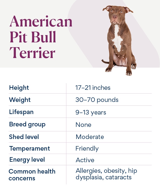 table of an american pit bull's traits