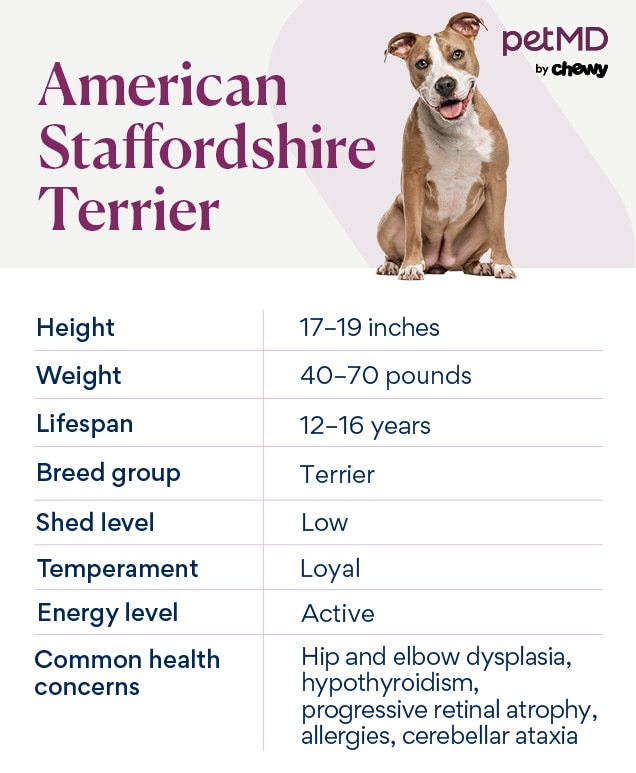 Pitbull puppy fashion feeding guide