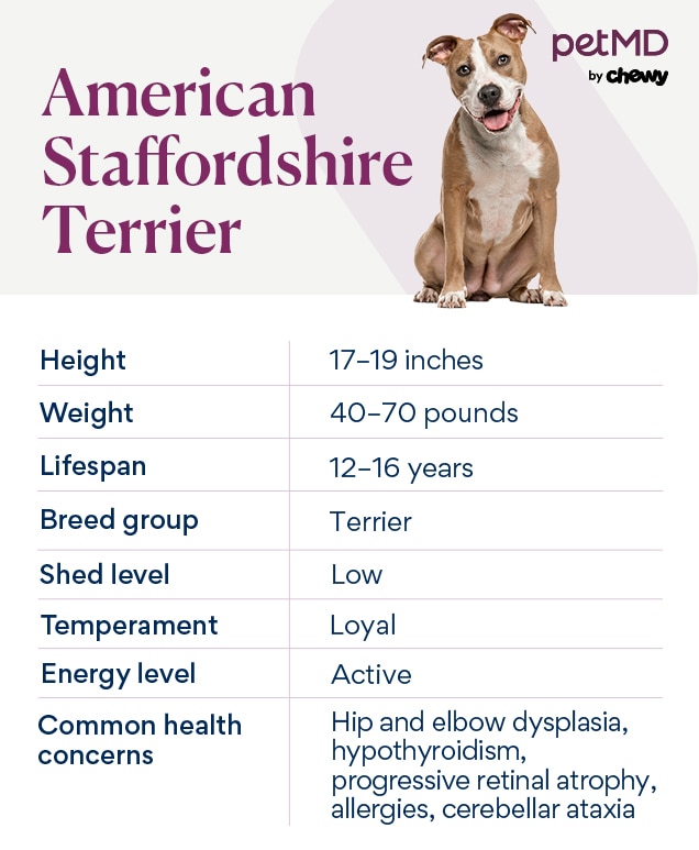 chart depicting an american staffordshire terrier's breed characteristics