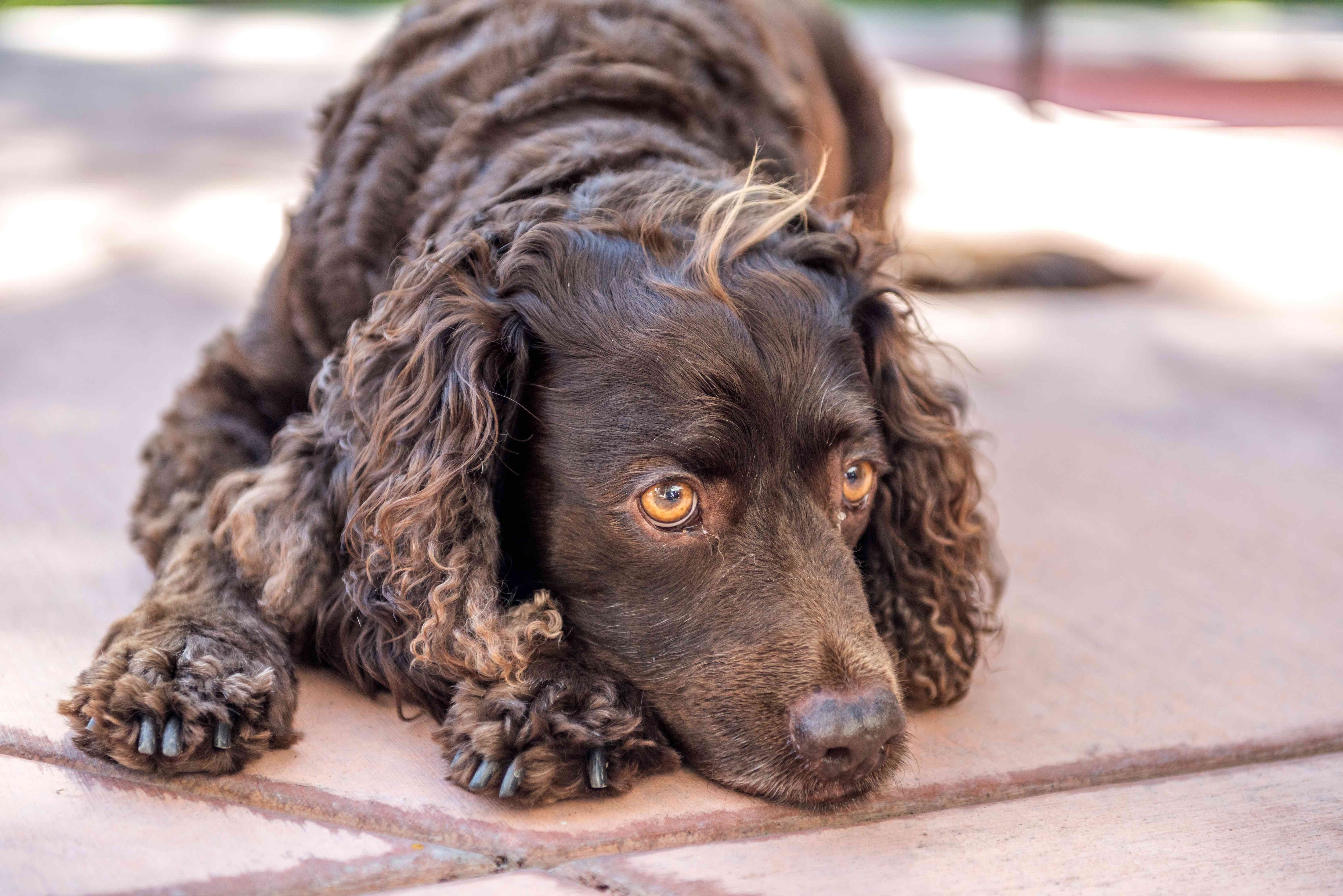 Types of sale water dogs