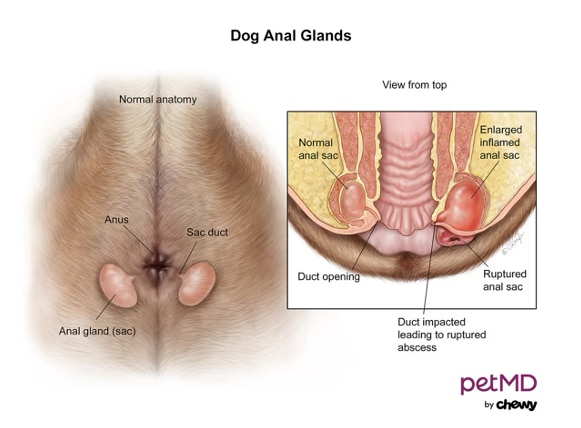 A diagram of a dog anal gland.