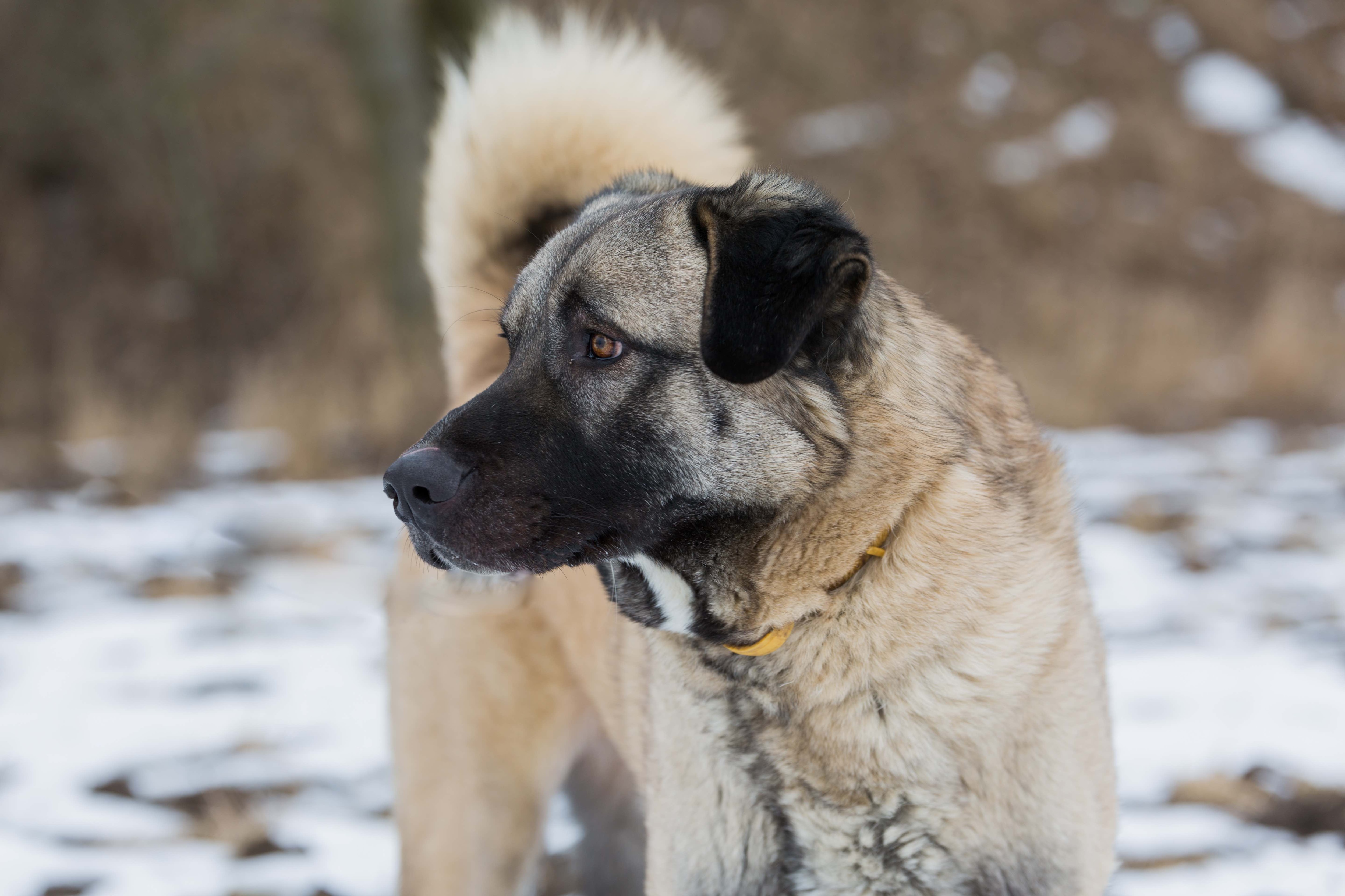 anatolian shepherd portrait