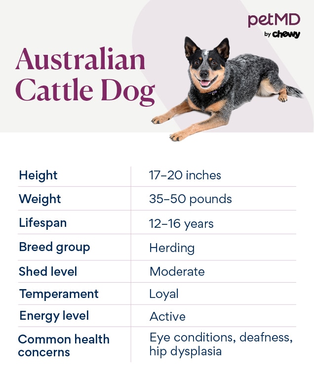 chart depicting an australian cattle dog's breed characteristics