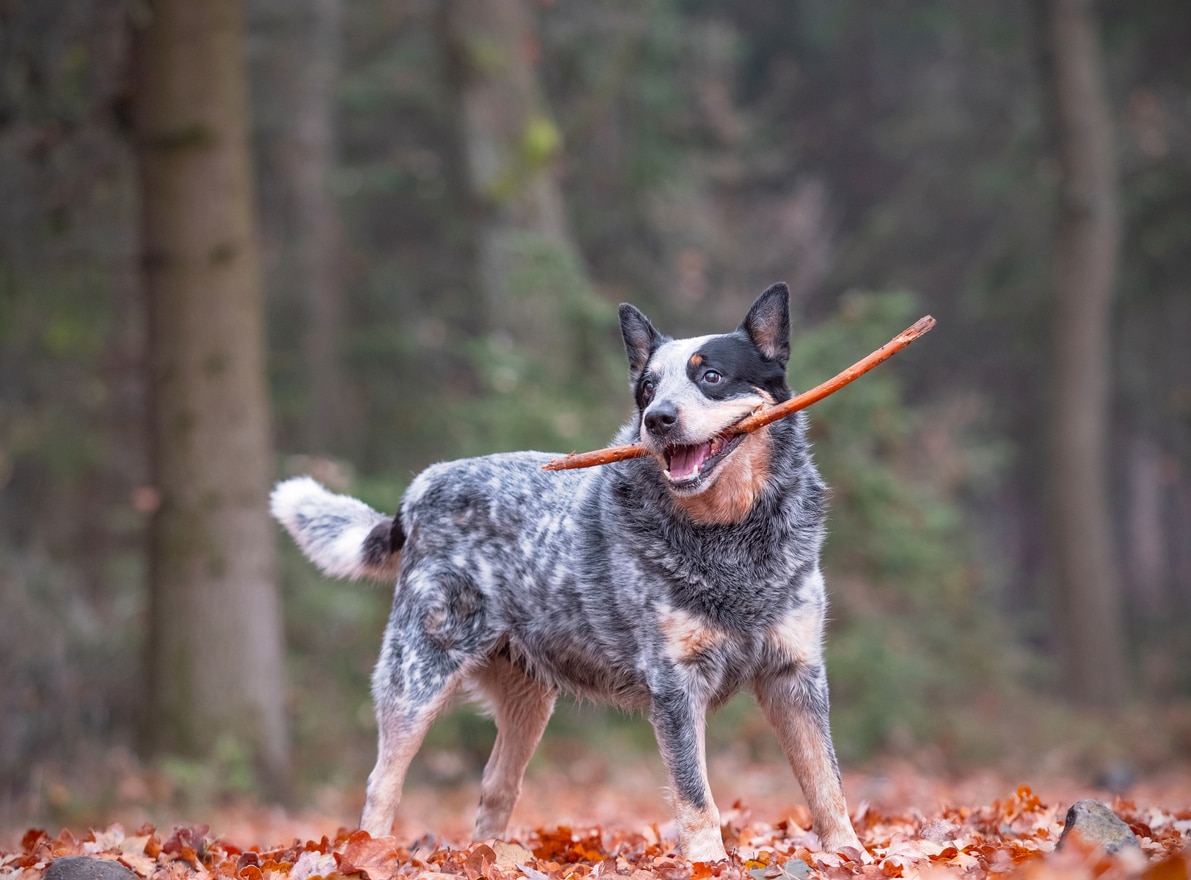 Mexican cattle fashion dog