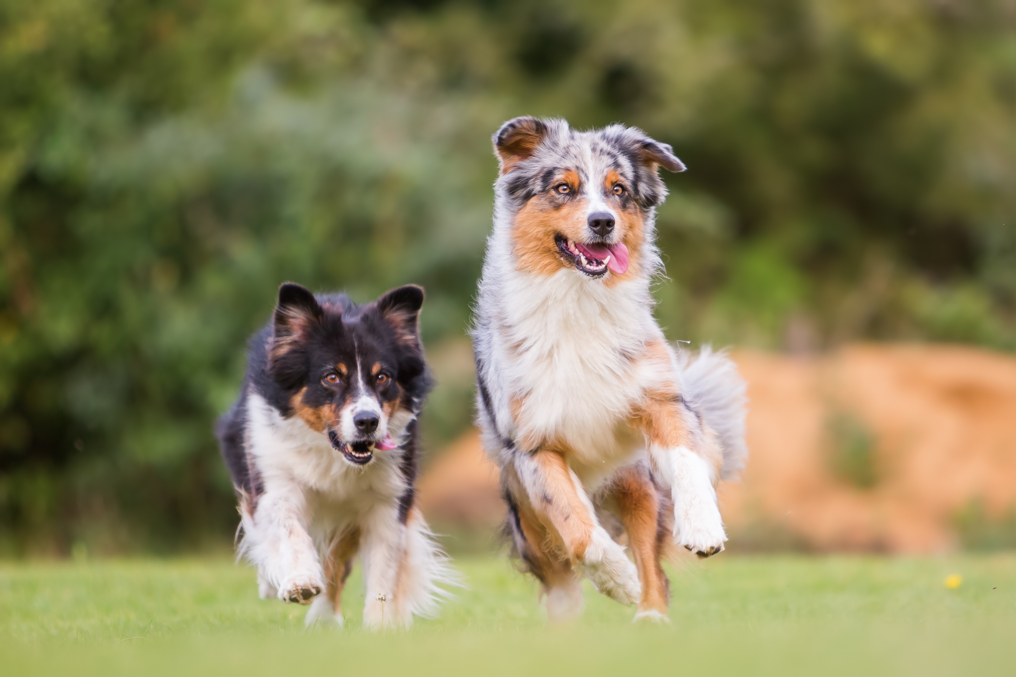 Deux shepherds australiens traversant l'herbe