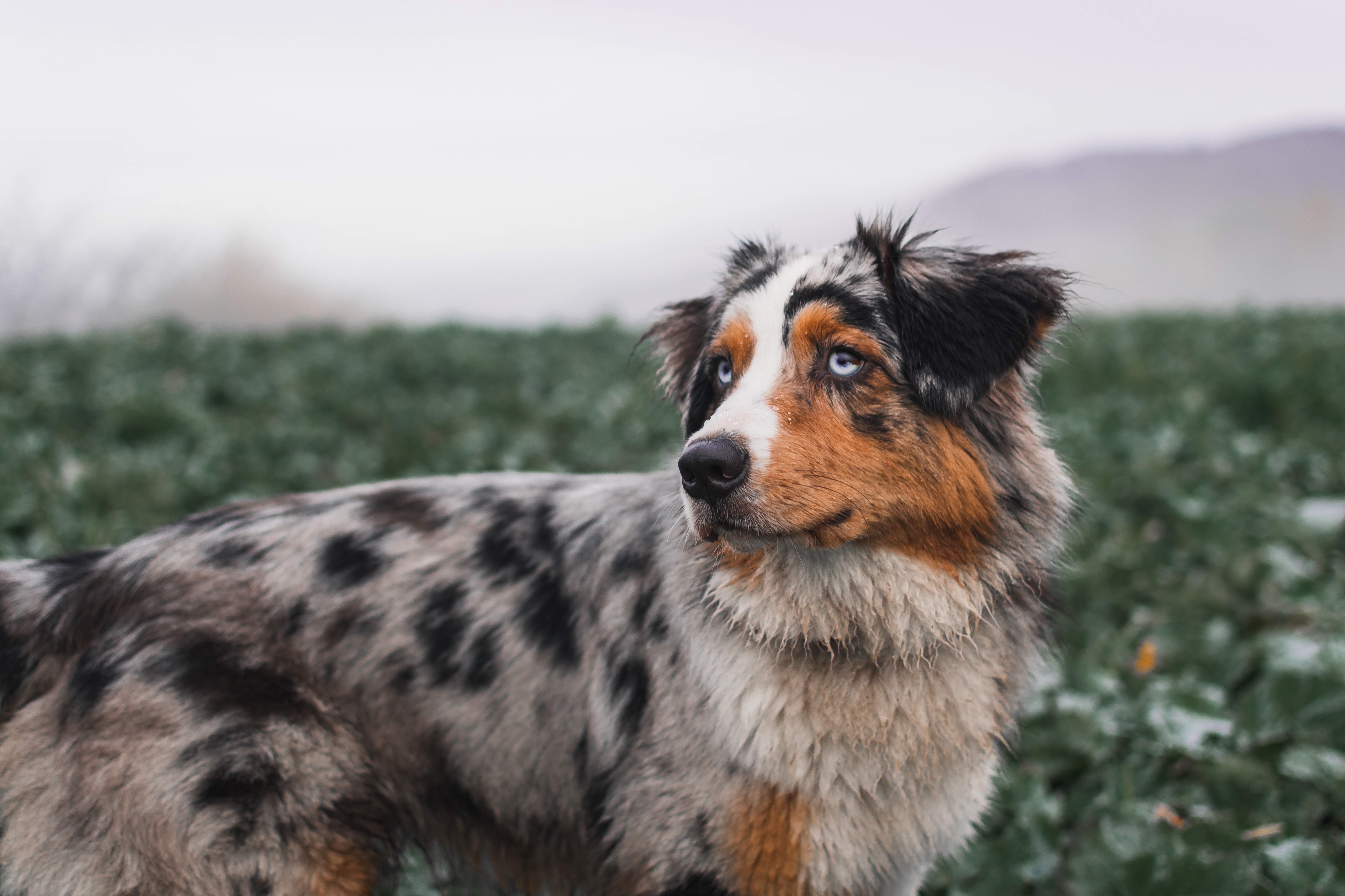 Everything you need to know about the heat cycle of an Australian Shep