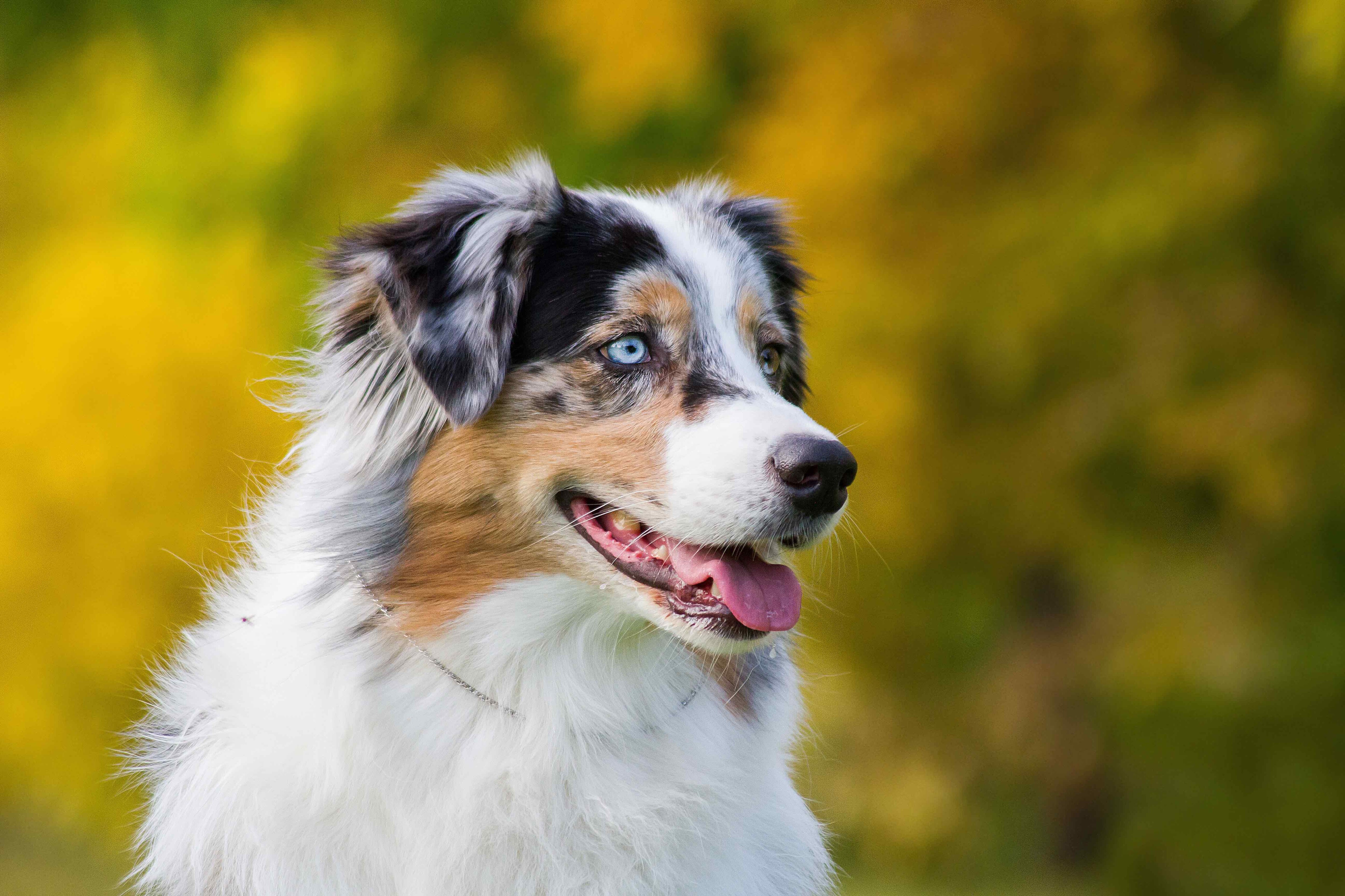 Australian Shepherd Dog Breed Health And Care PetMD Australian Shepherd Dog Breed Health And Care PetMD
