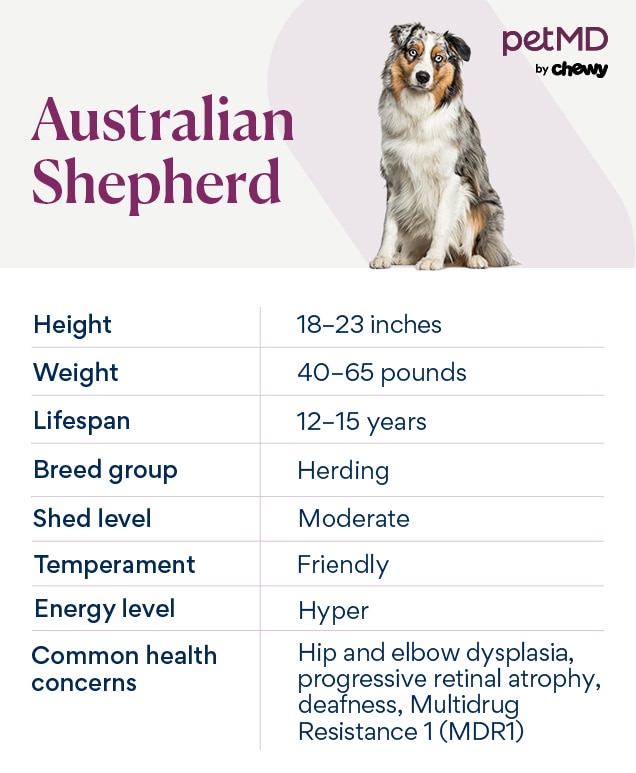 chart depicting australian shepherd traits