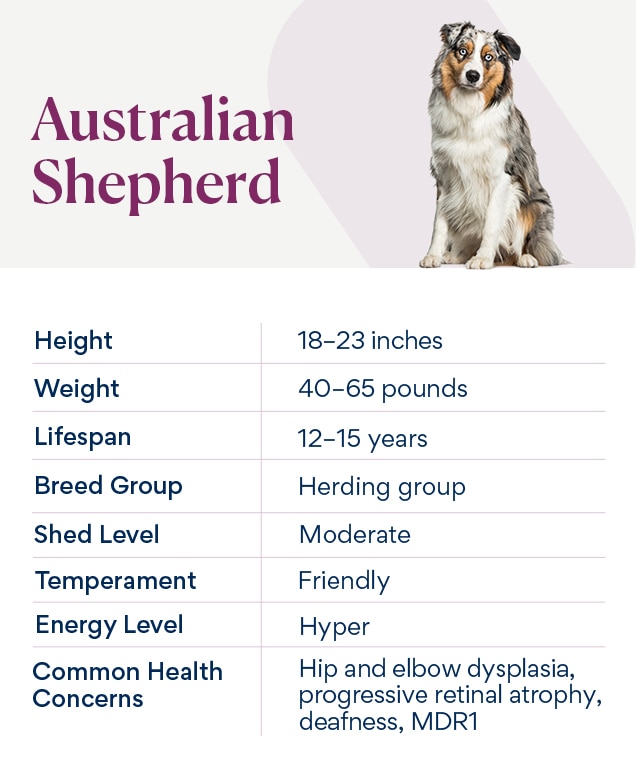 https://image.petmd.com/files/inline-images/australian-shepherd-breed-chart.jpg?VersionId=br28S9yQ7lVeL09RnTkZesTRycP9j5O_