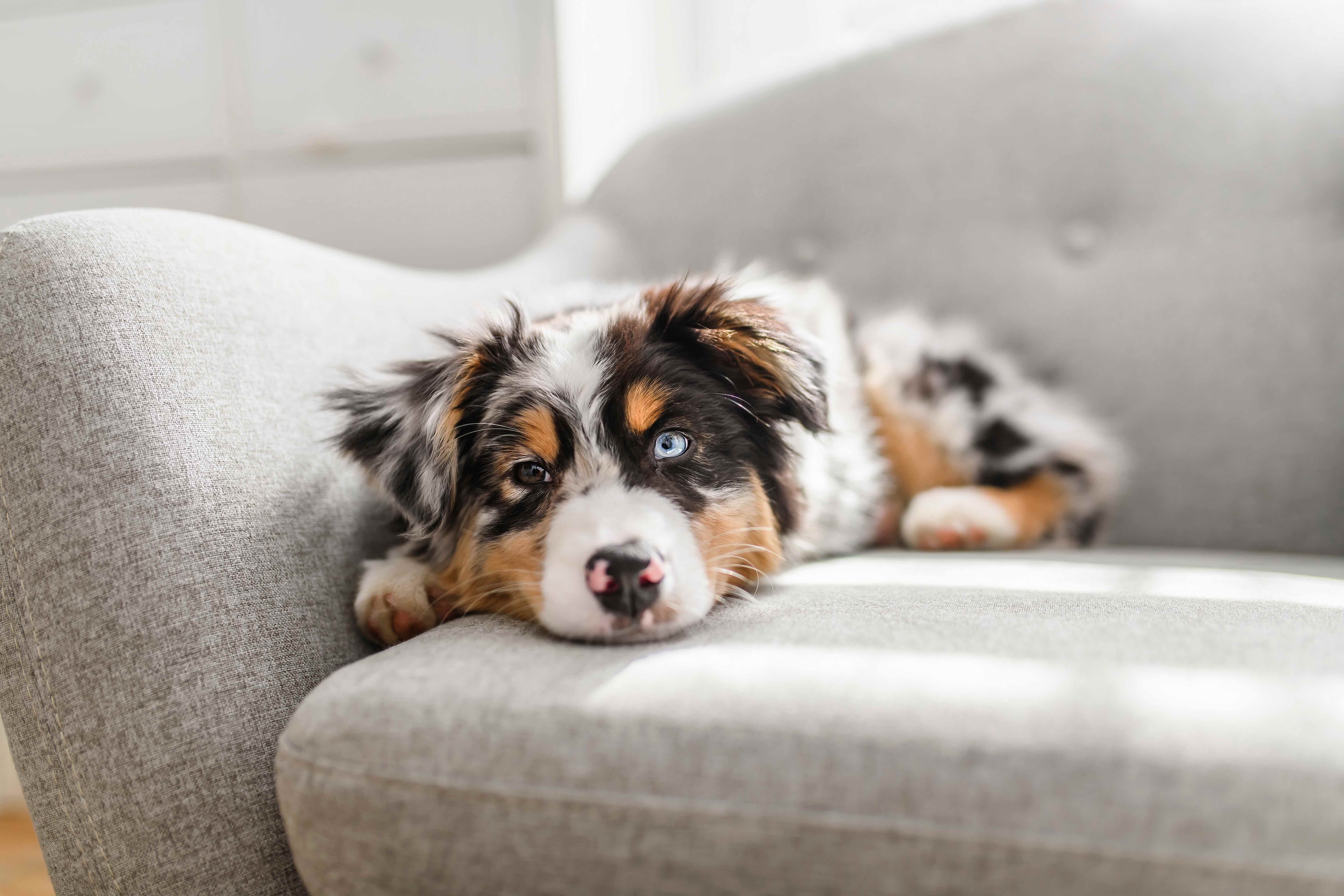 Australian shepherd puppy store care