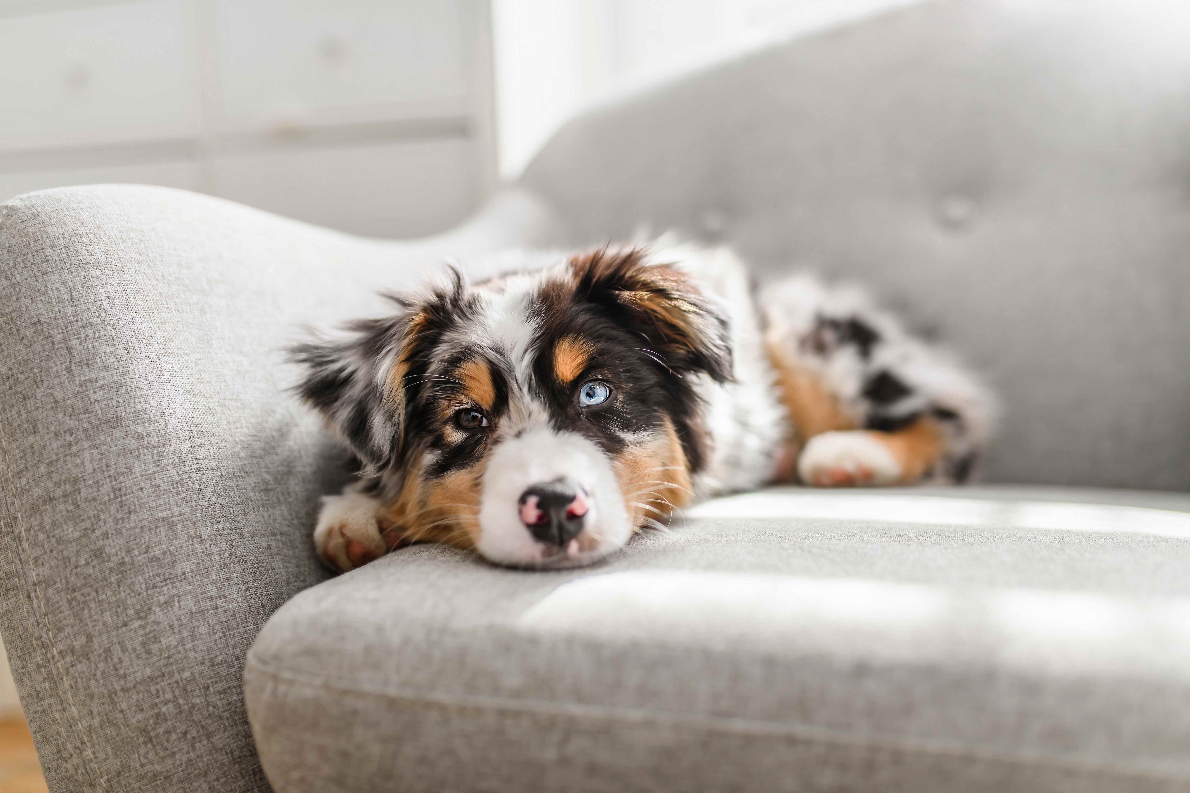 Puppy australien SHEPHERD se trouvant sur un gray Couch 