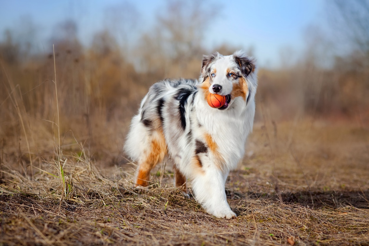 merle australian shepherd holding a ball outside