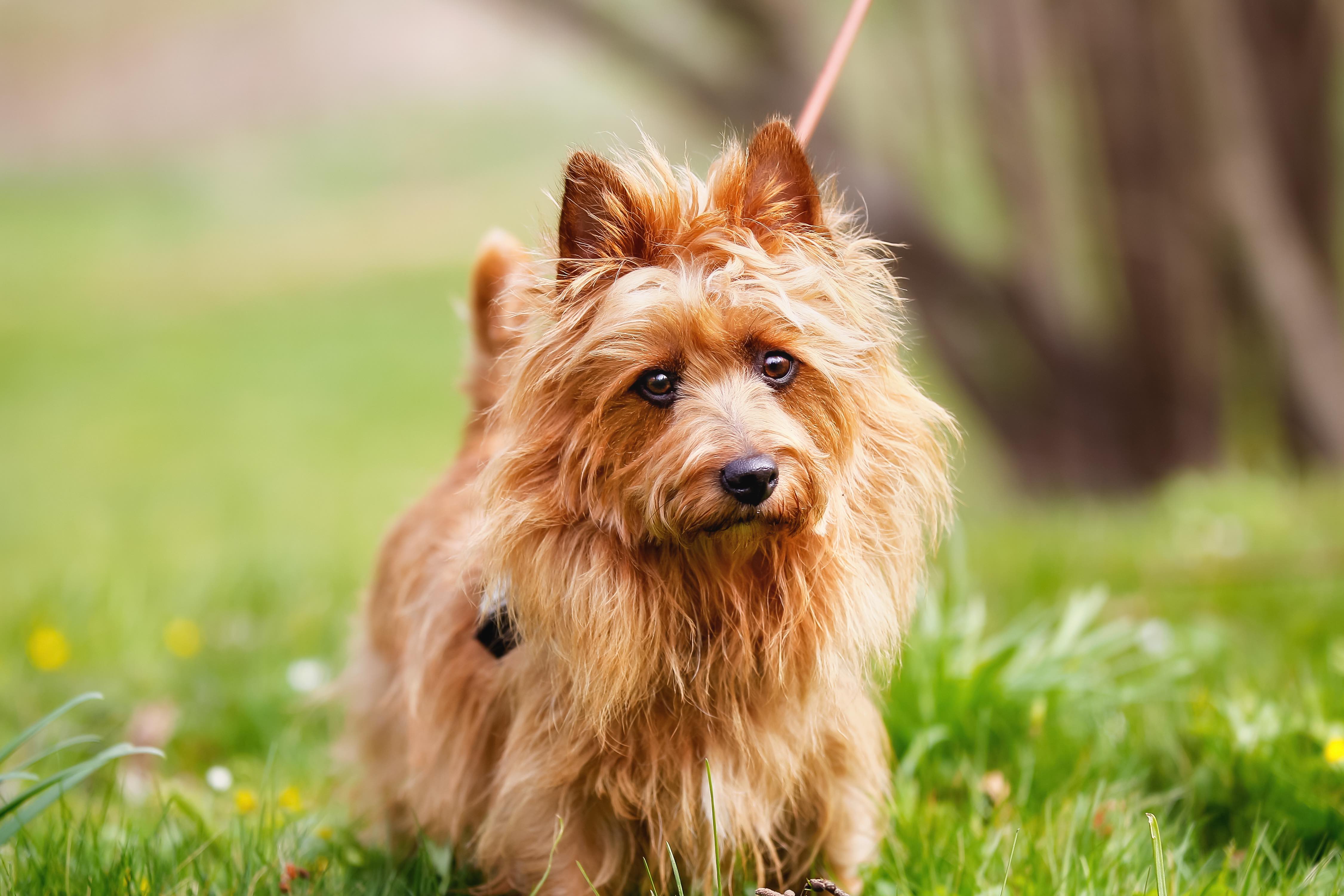 red australian terrier with a tilted head
