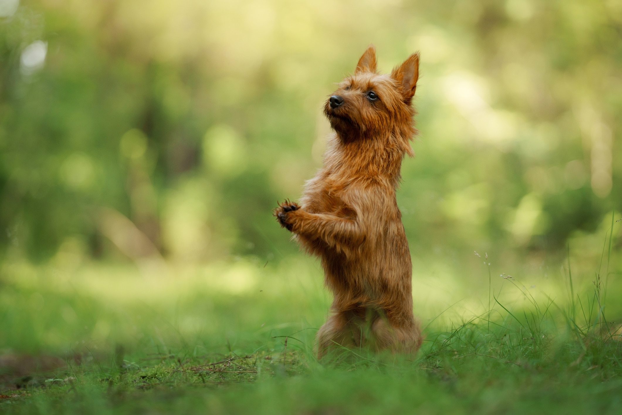 red australian terrier standing on his hind legs